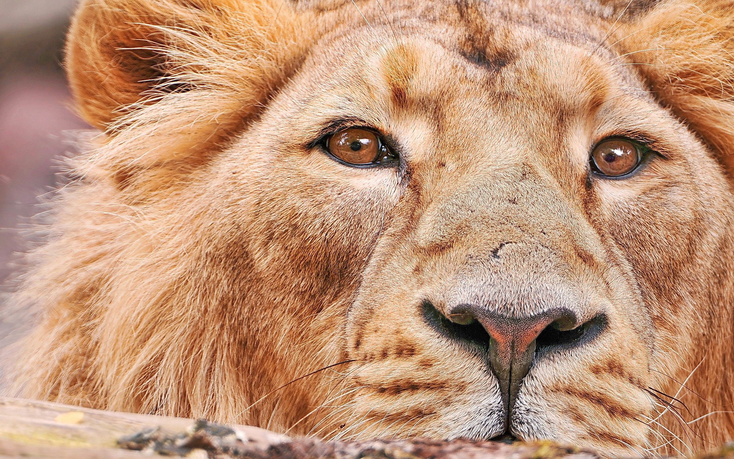 無料モバイル壁紙ライオン, 銃口, ビッグキャット, 大きな猫, プレデター, 捕食者, 動物をダウンロードします。