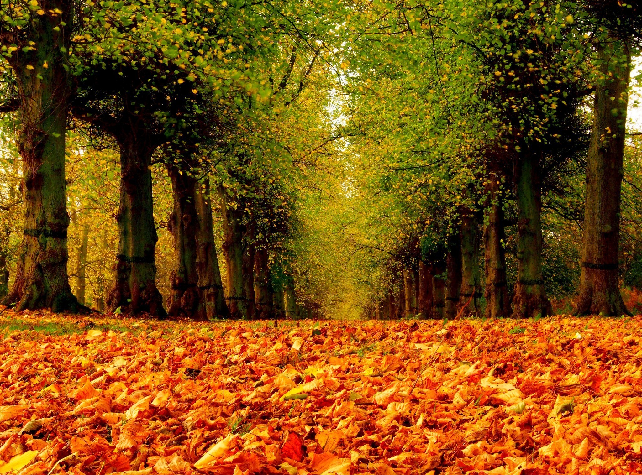 Осень в парке листва на земле