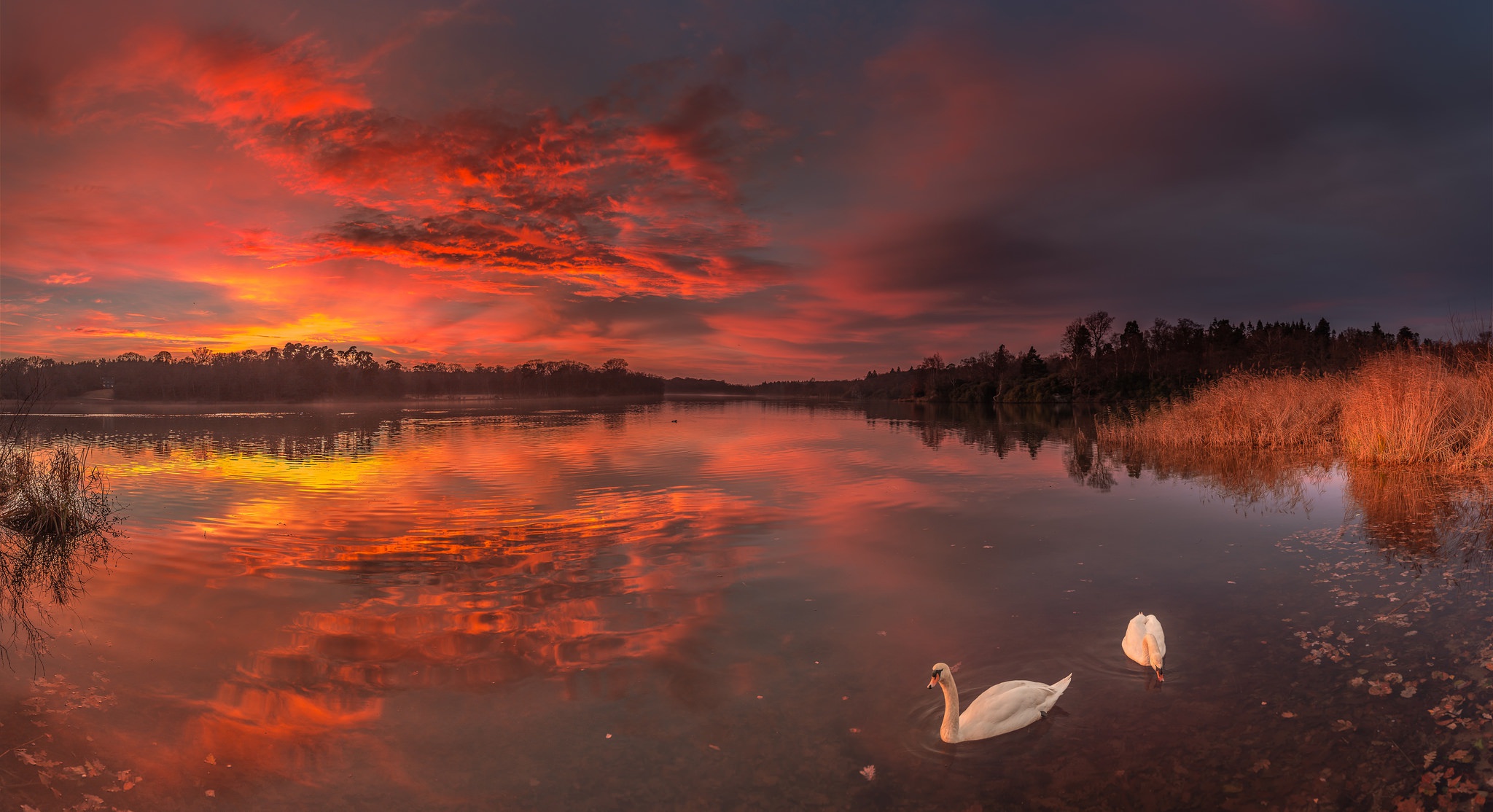 Закат над озером птицы