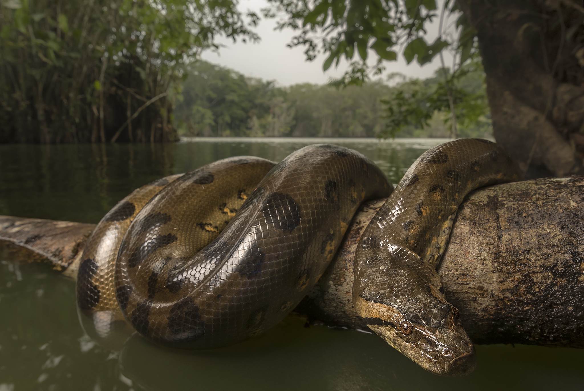 animal, anaconda, reptile, snake iphone wallpaper