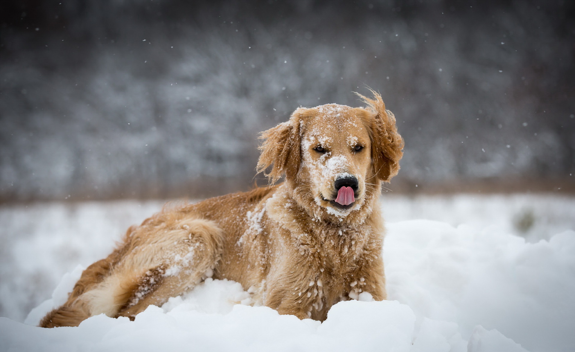 Фото собаки на снегу фото