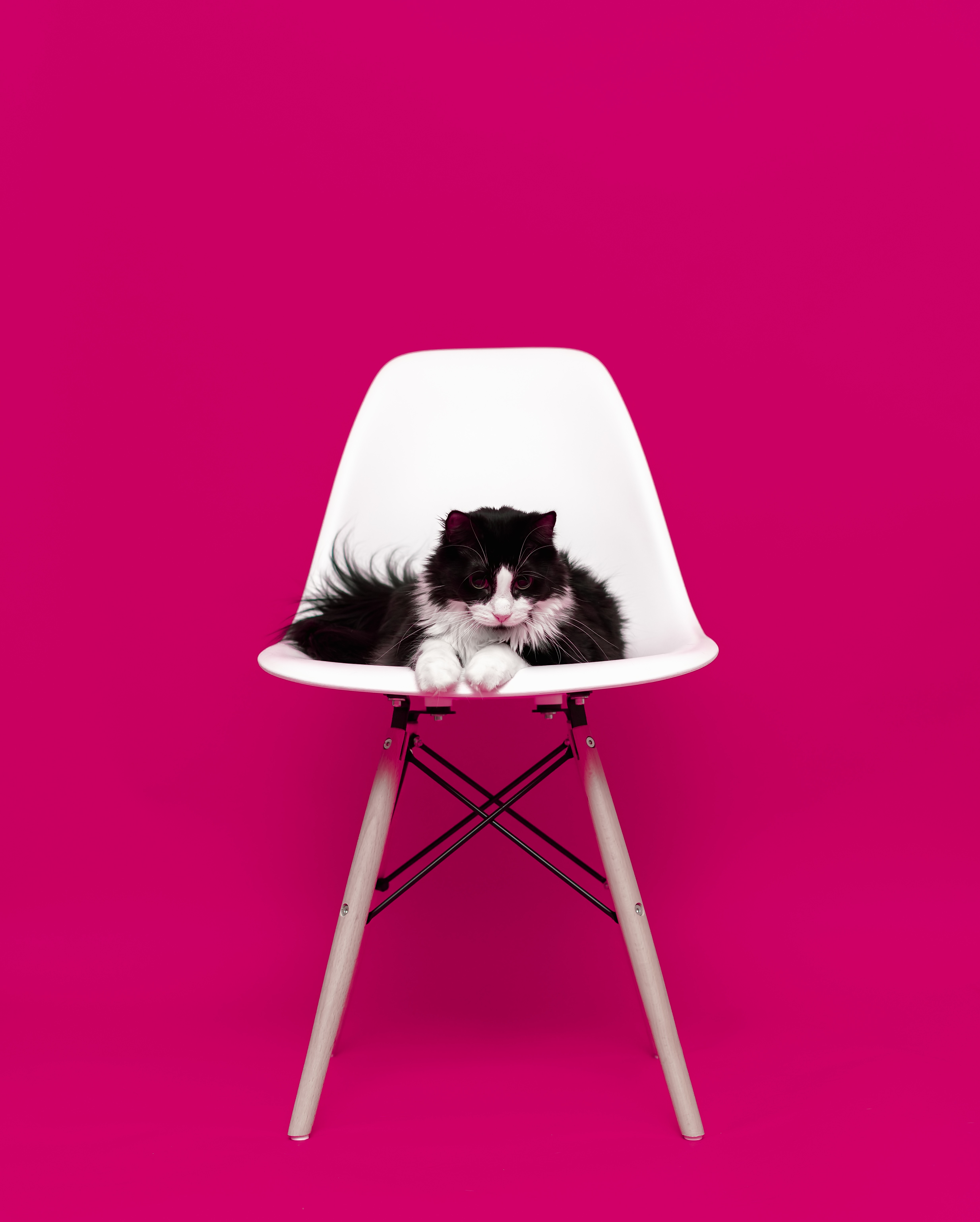 animals, cat, fluffy, chair, model, photosession, photo shoot Smartphone Background