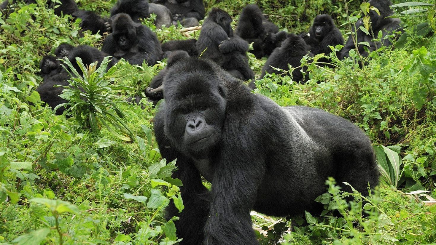 Джунгли документальные. Национальный парк горилл Мгахинга. Горилла Нигерия. Животные джунглей. Стая горилл.