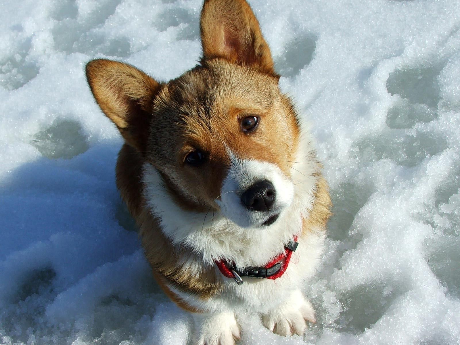 animals, snow, dog, muzzle, curiosity, expectation, waiting QHD
