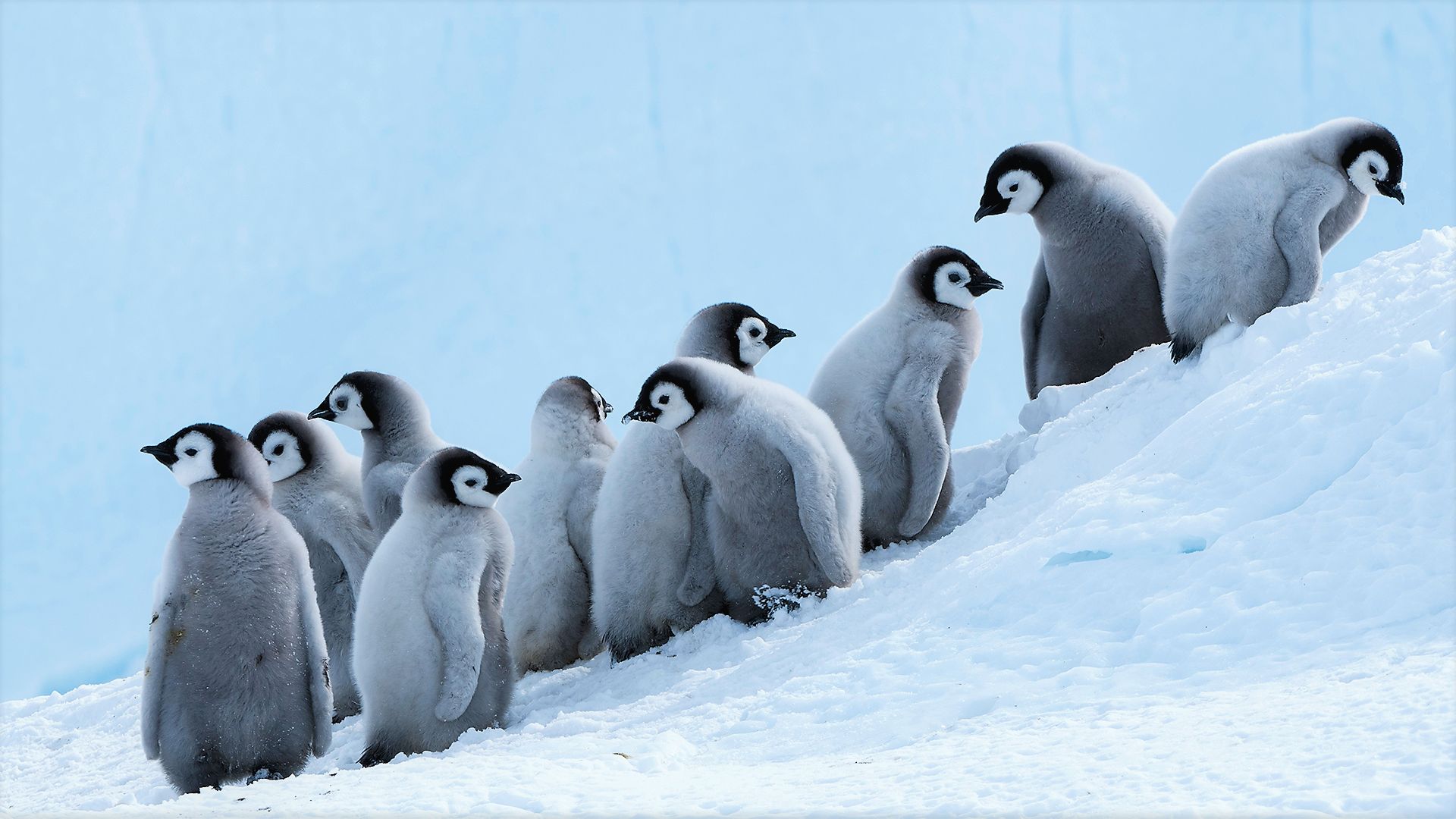 penguin, emperor penguin, animal, bird, chick, cute, birds