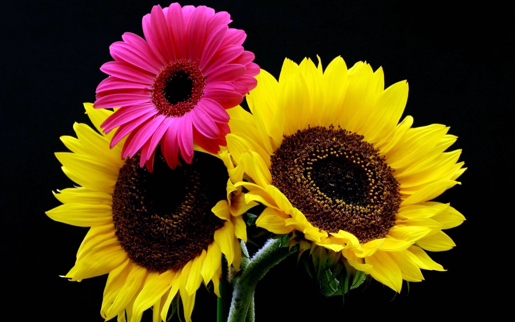 earth, sunflower, gerbera, flowers