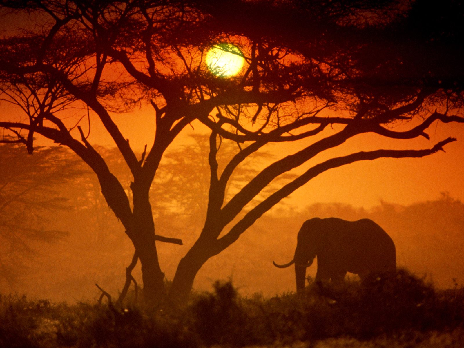 Download PC Wallpaper elephants, animal, african bush elephant