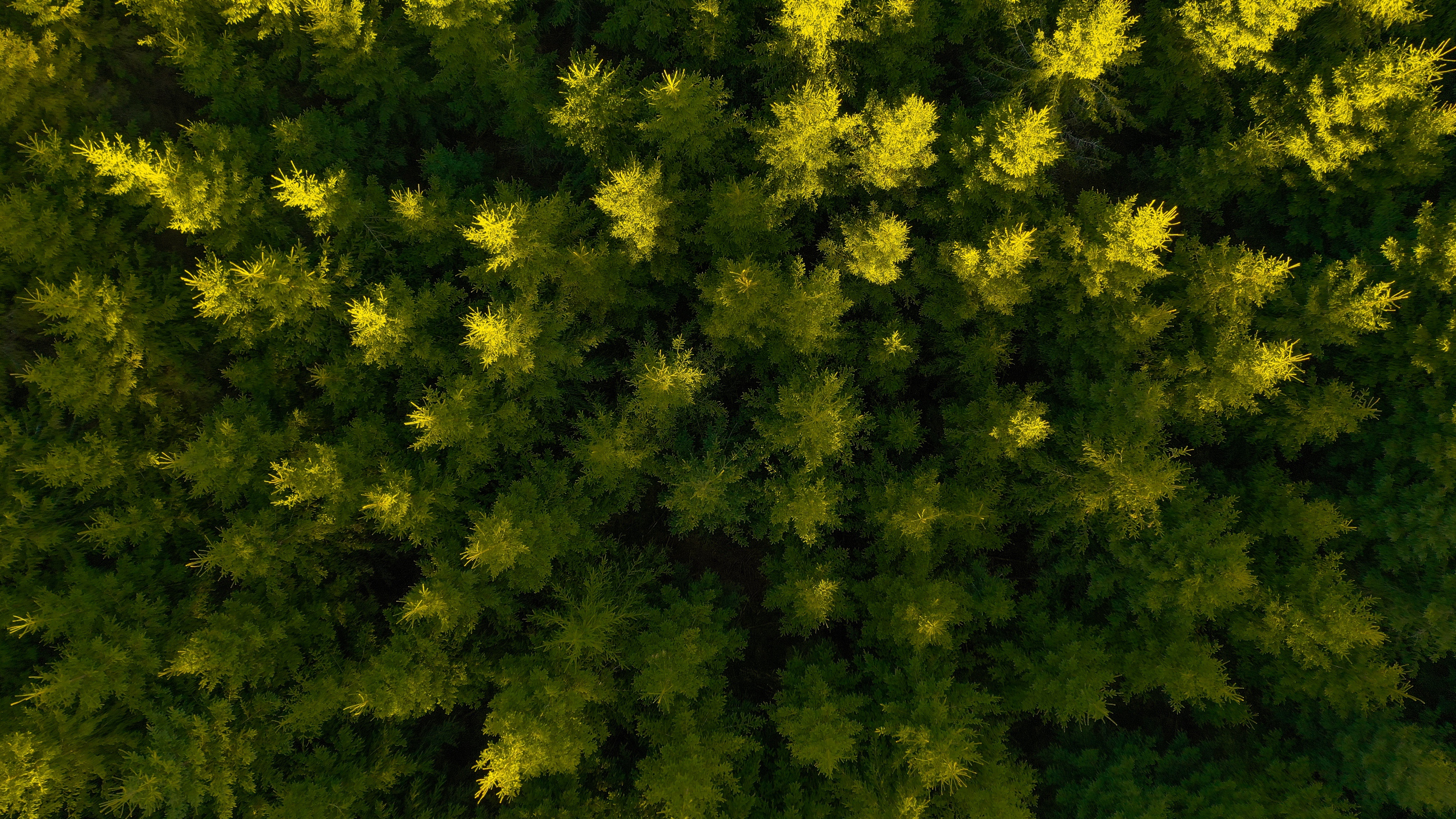 Mobile wallpaper photography, aerial, forest, nature, spruce