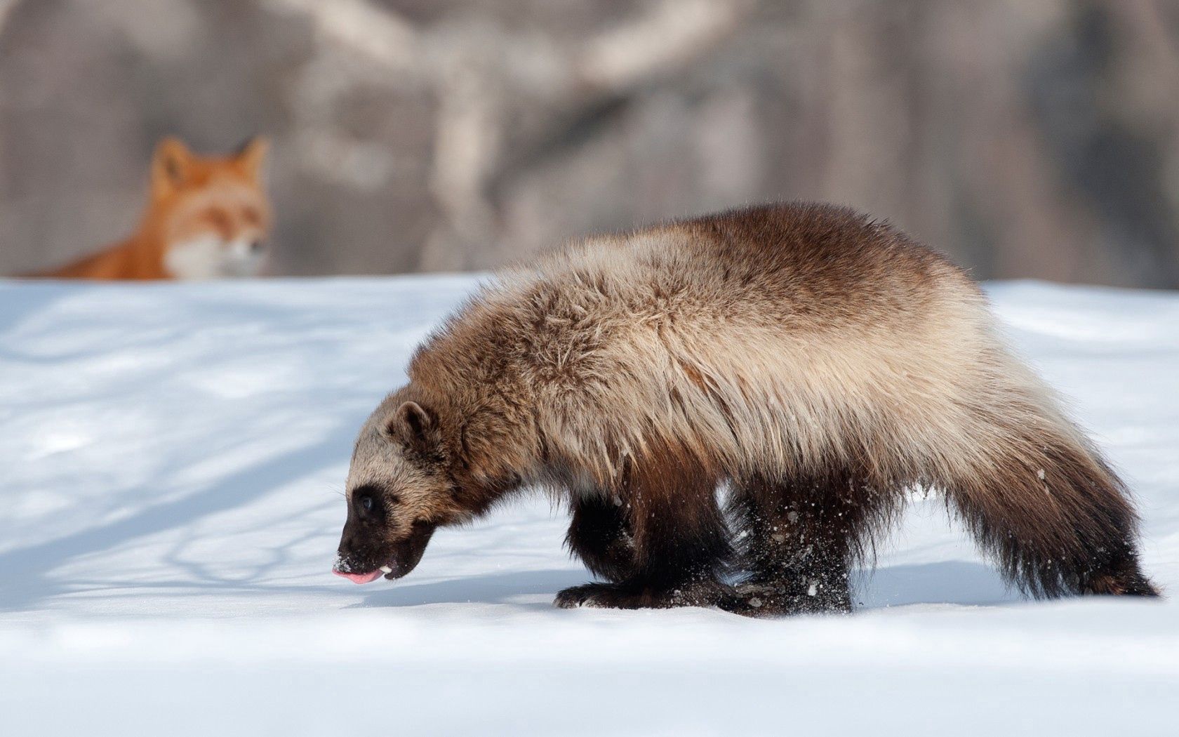 Laden Sie das Ein Fuchs, Kamtschatka, Vielfraß, Wolverine, Tiere, Schnee, Fuchs, Winter-Bild kostenlos auf Ihren PC-Desktop herunter