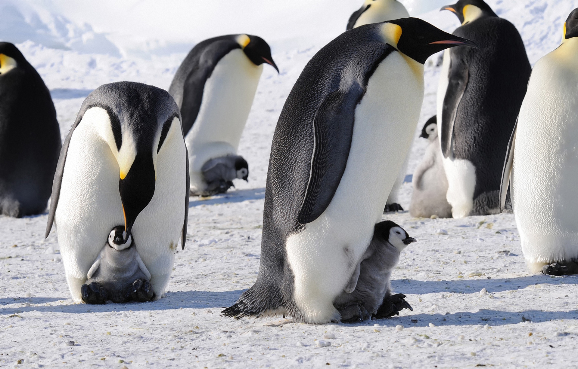 Download mobile wallpaper Imperial, Flock, Arctic, Animals, Pinguins for free.