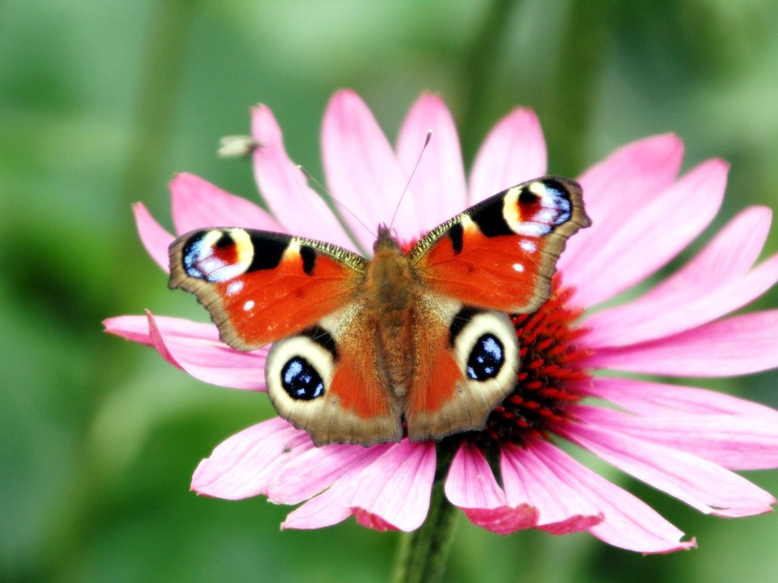 Окраска бабочки павлиний глаз