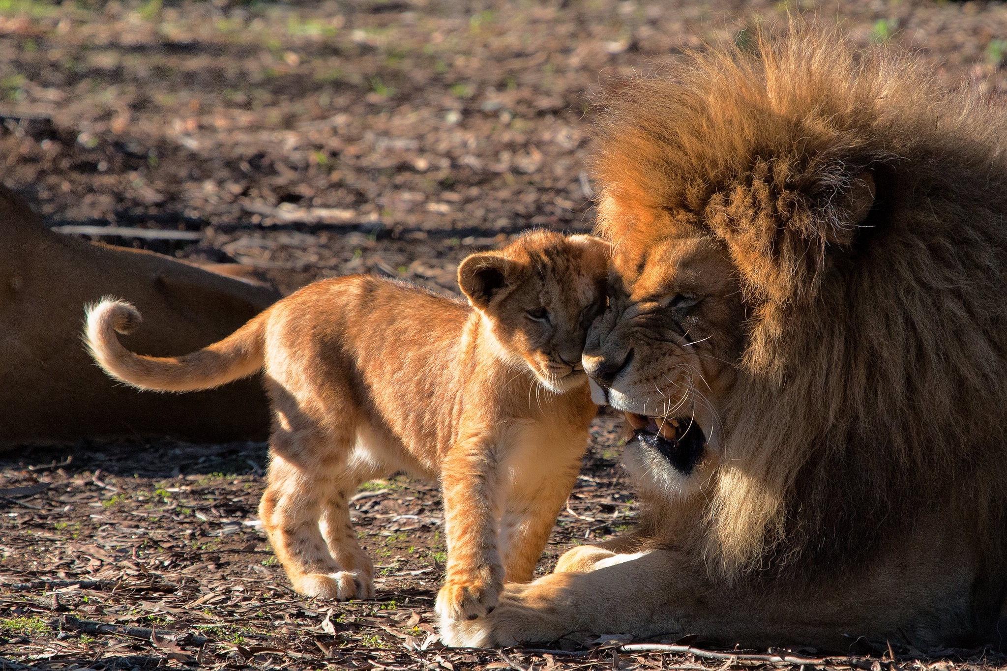 Laden Sie das Pflege, Ein Löwe, Löwenjunges, Tiere, Raubtiere, Löwe-Bild kostenlos auf Ihren PC-Desktop herunter