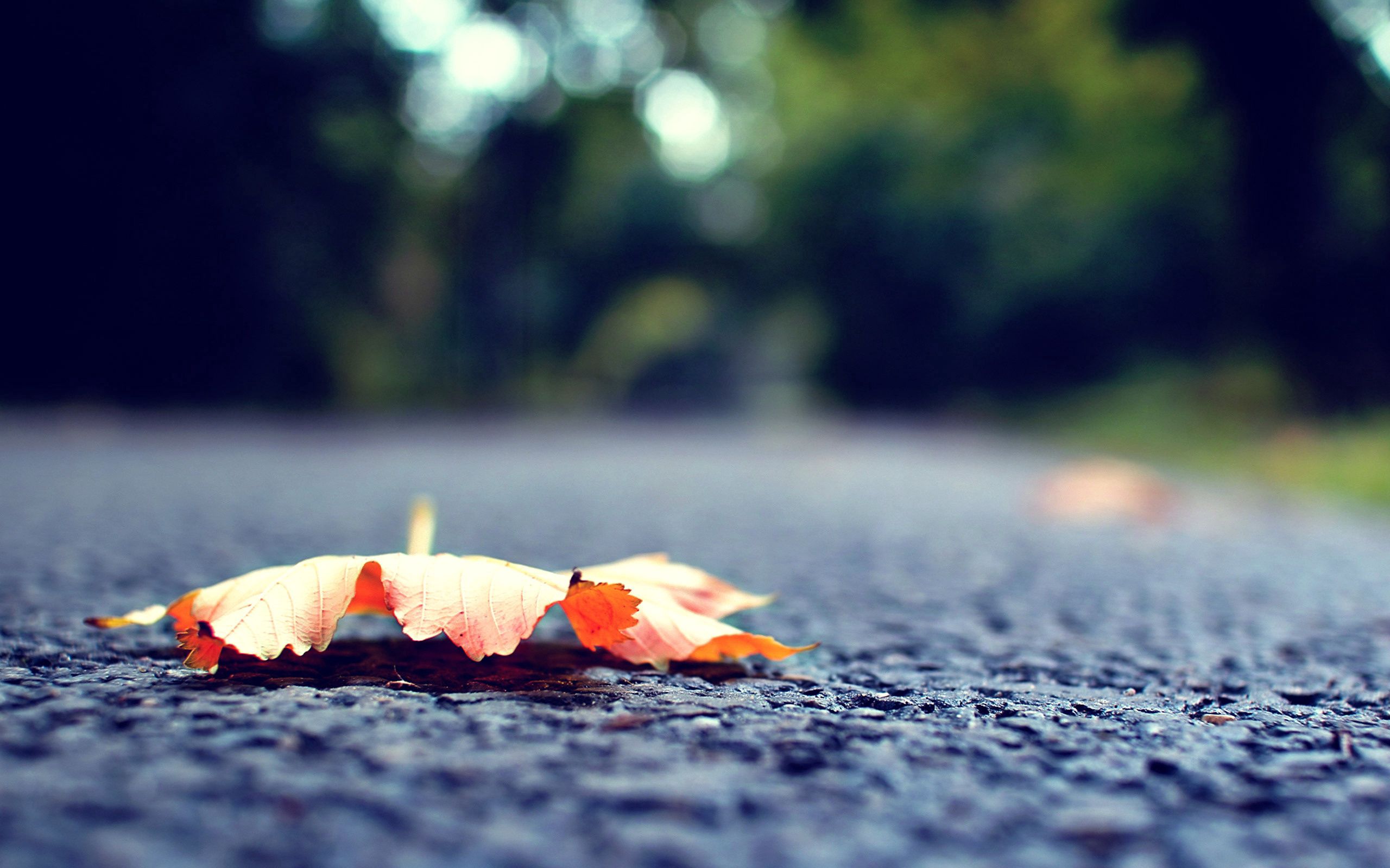 autumn, macro, road, surface, sheet, leaf, fallen HD wallpaper