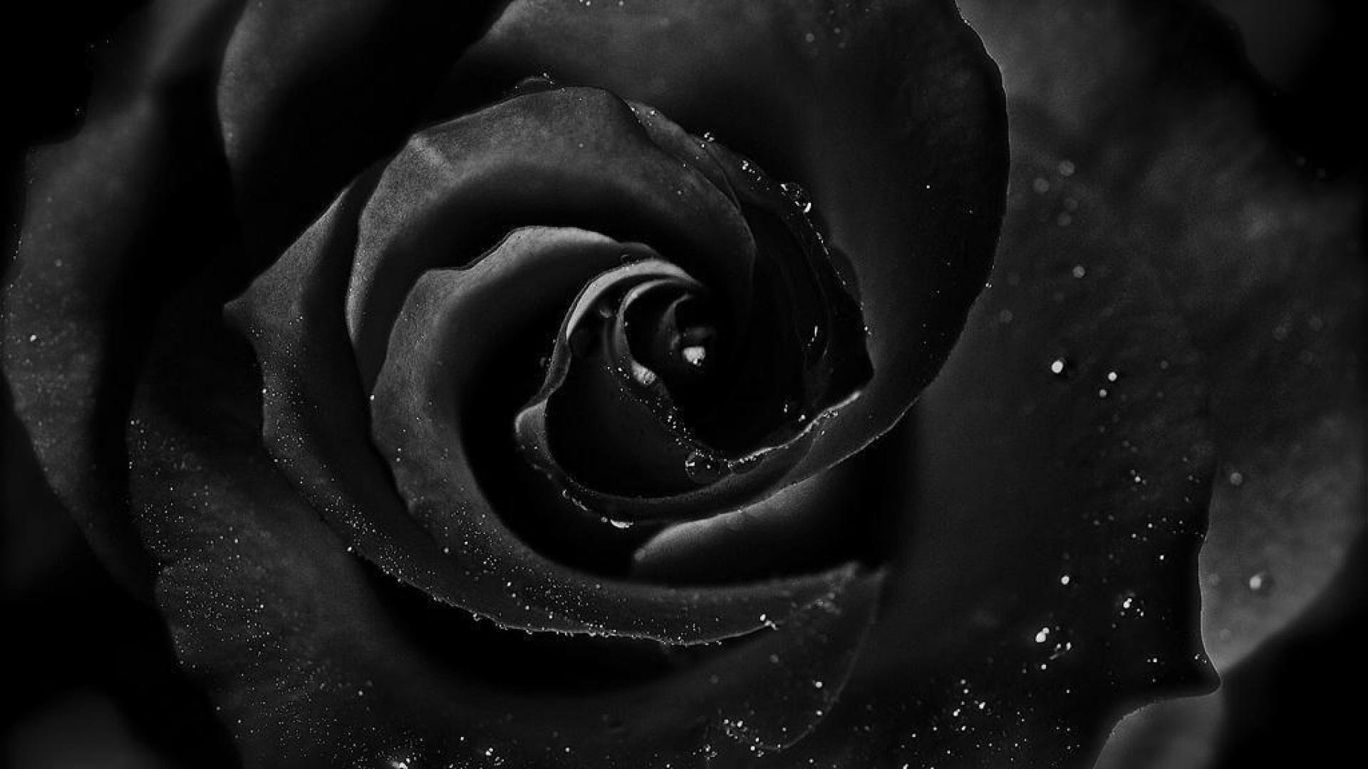 1505102 Hintergrundbild herunterladen erde/natur, rose, schwarz, schwarze rose, blume, wassertropfen - Bildschirmschoner und Bilder kostenlos