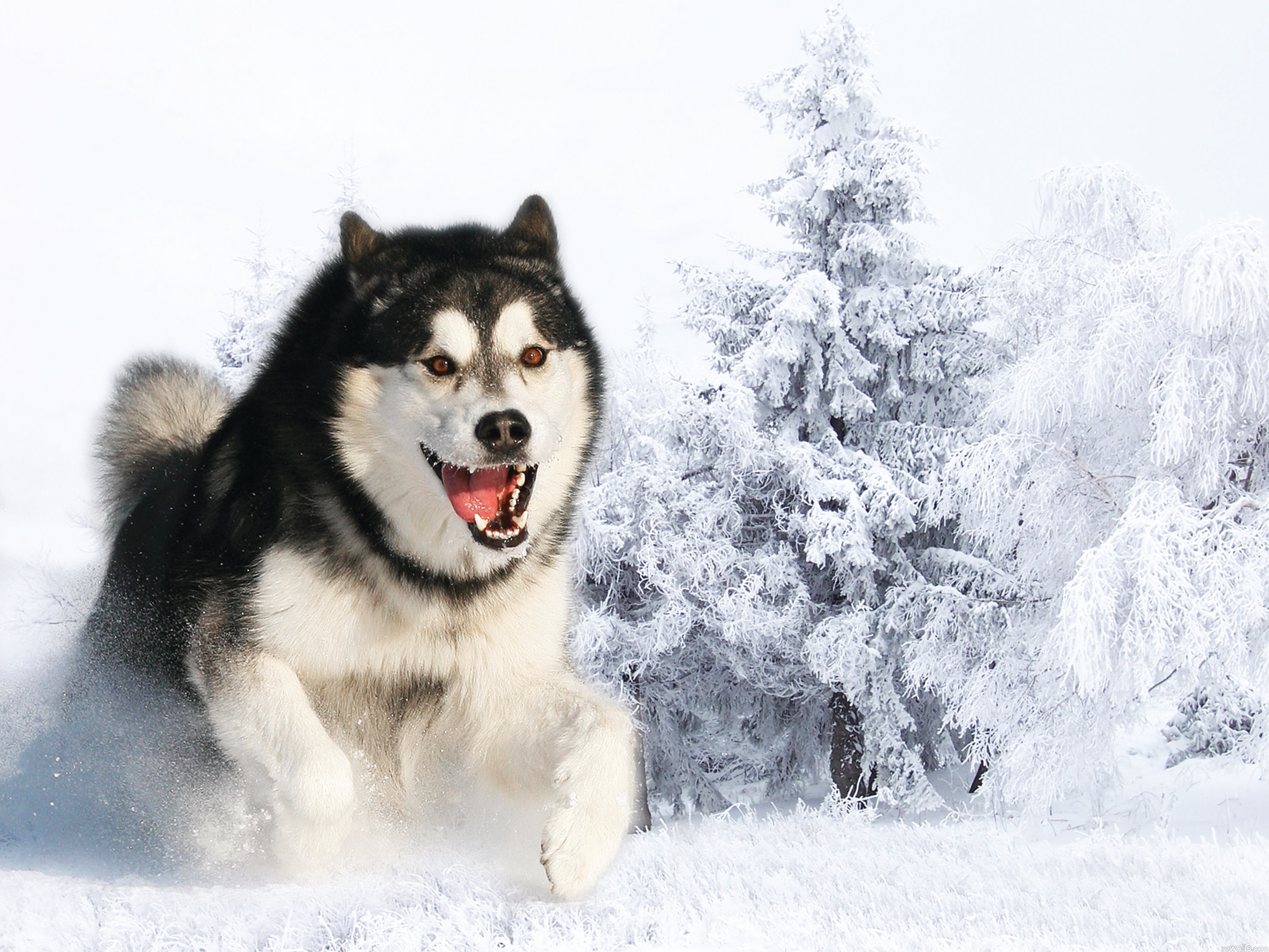 Laden Sie das Weglaufen, Ausführen, Schnee, Flauschige, Schnauze, Heiser, Haska, Tiere, Wolle, Winter, Hund-Bild kostenlos auf Ihren PC-Desktop herunter