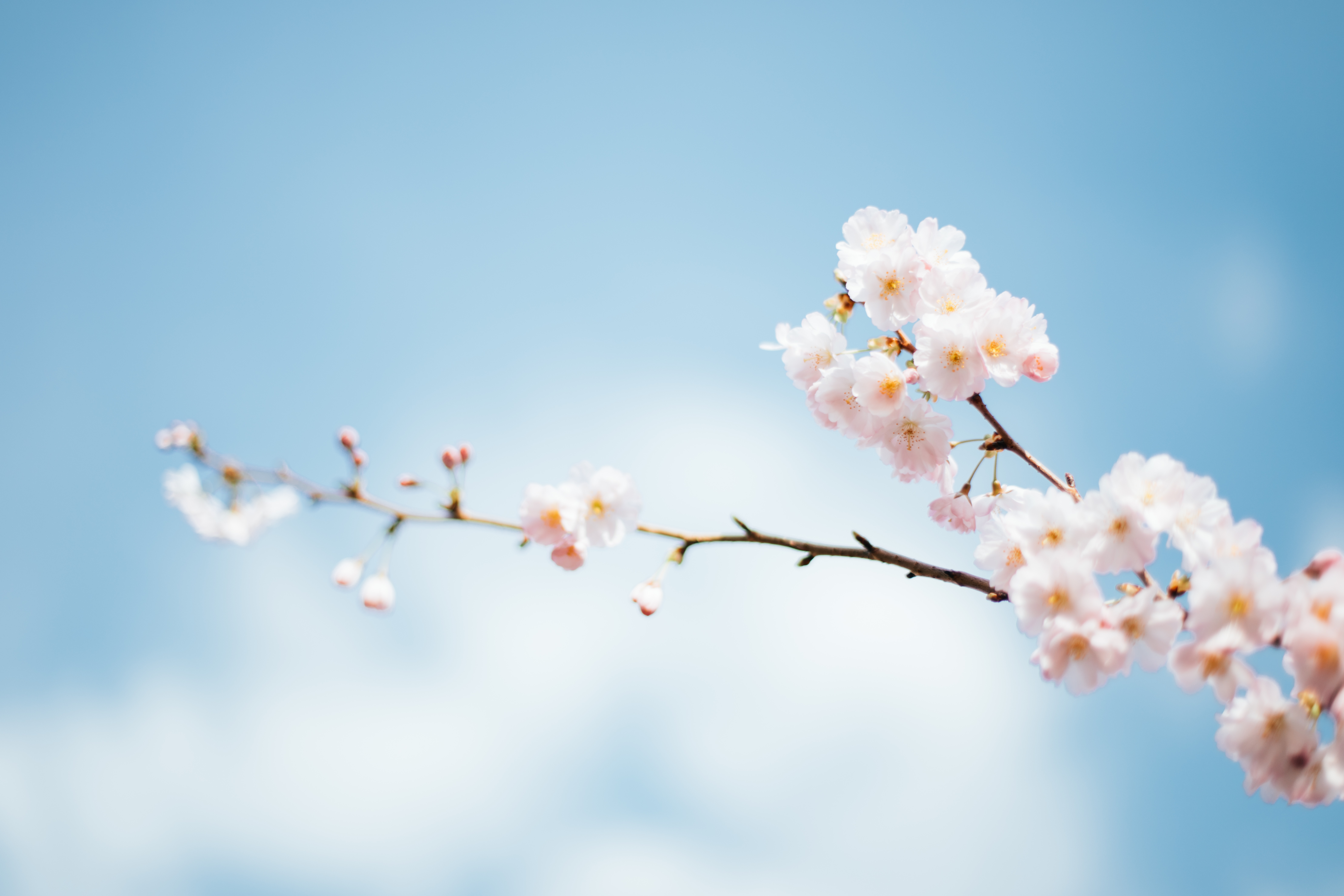 flowers, bloom, flowering, branch, spring Free Stock Photo