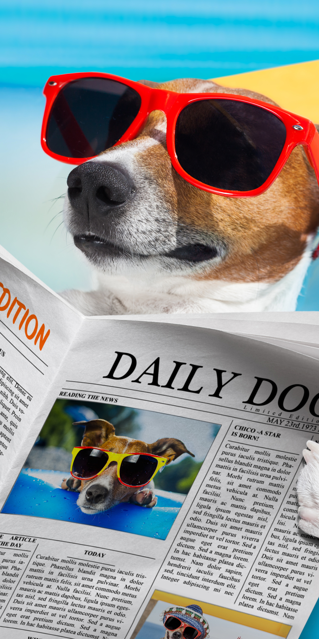 humor, dog, summer, newspaper, sunglasses, jack russell terrier