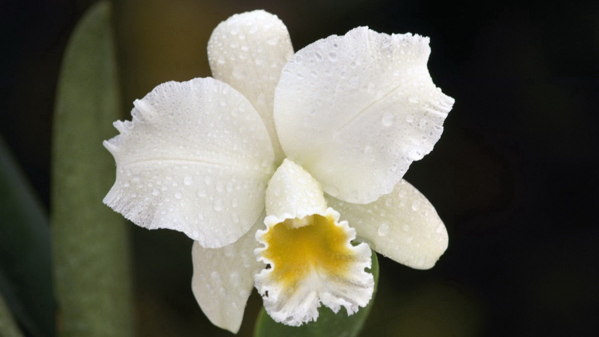 Handy-Wallpaper Orchid, Knospe, Bud, Orchidee, Drops, Makro, Blume kostenlos herunterladen.