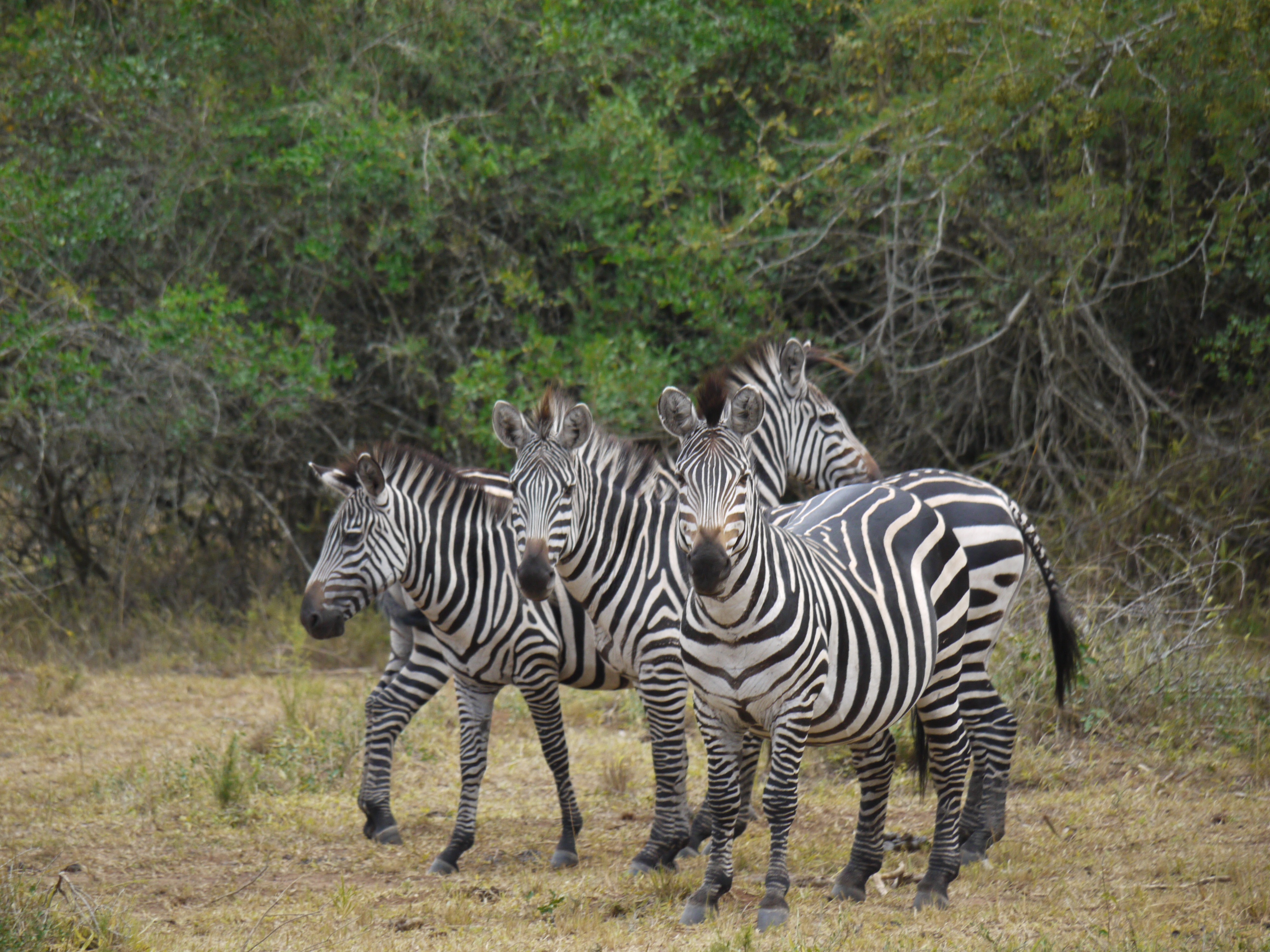52444 скачать картинку прогулка, животные, зебры, африка - обои и заставки бесплатно
