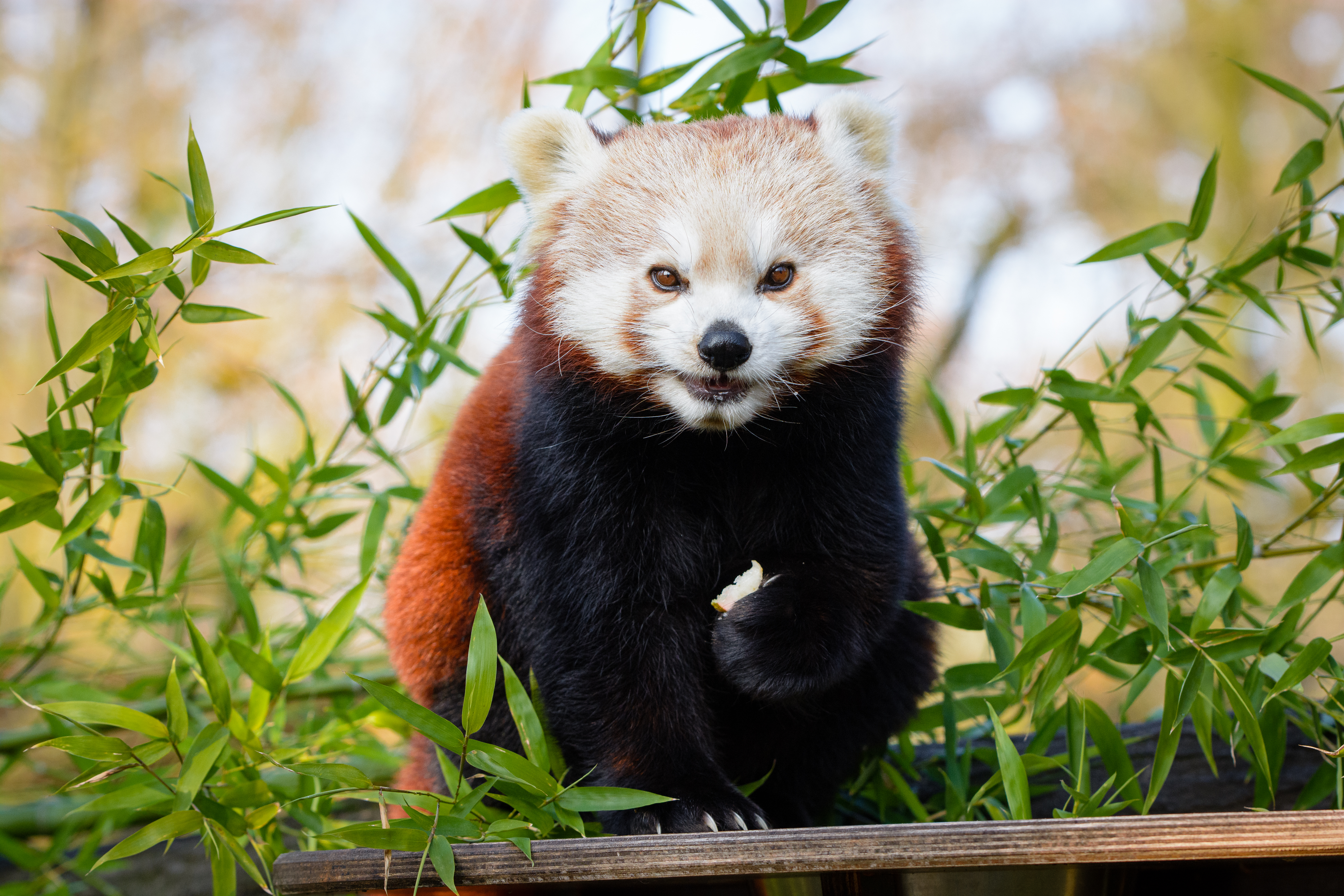 animals, brown, branches, animal, nice, sweetheart, bamboo, little panda, small panda
