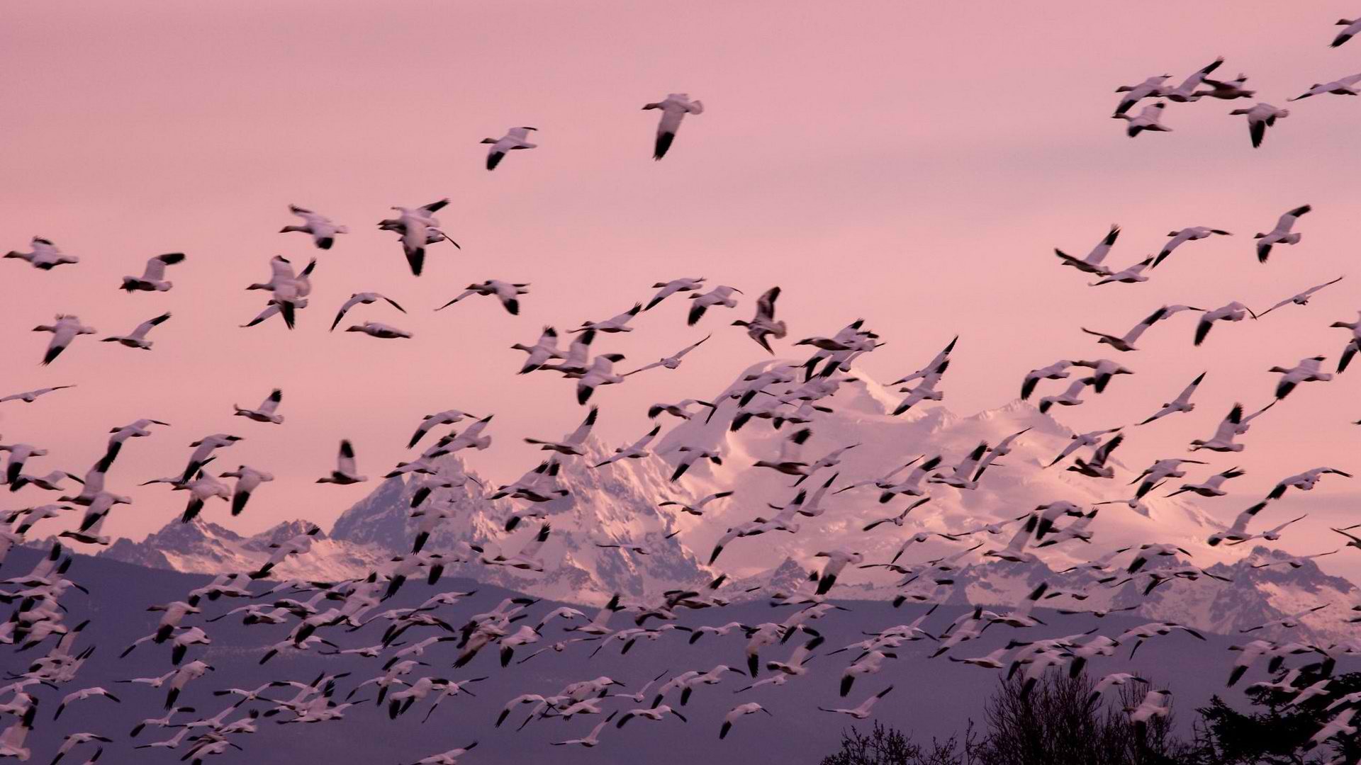 animal, bird, geese migration, skagit mountains, snow, washington, winter, birds Phone Background
