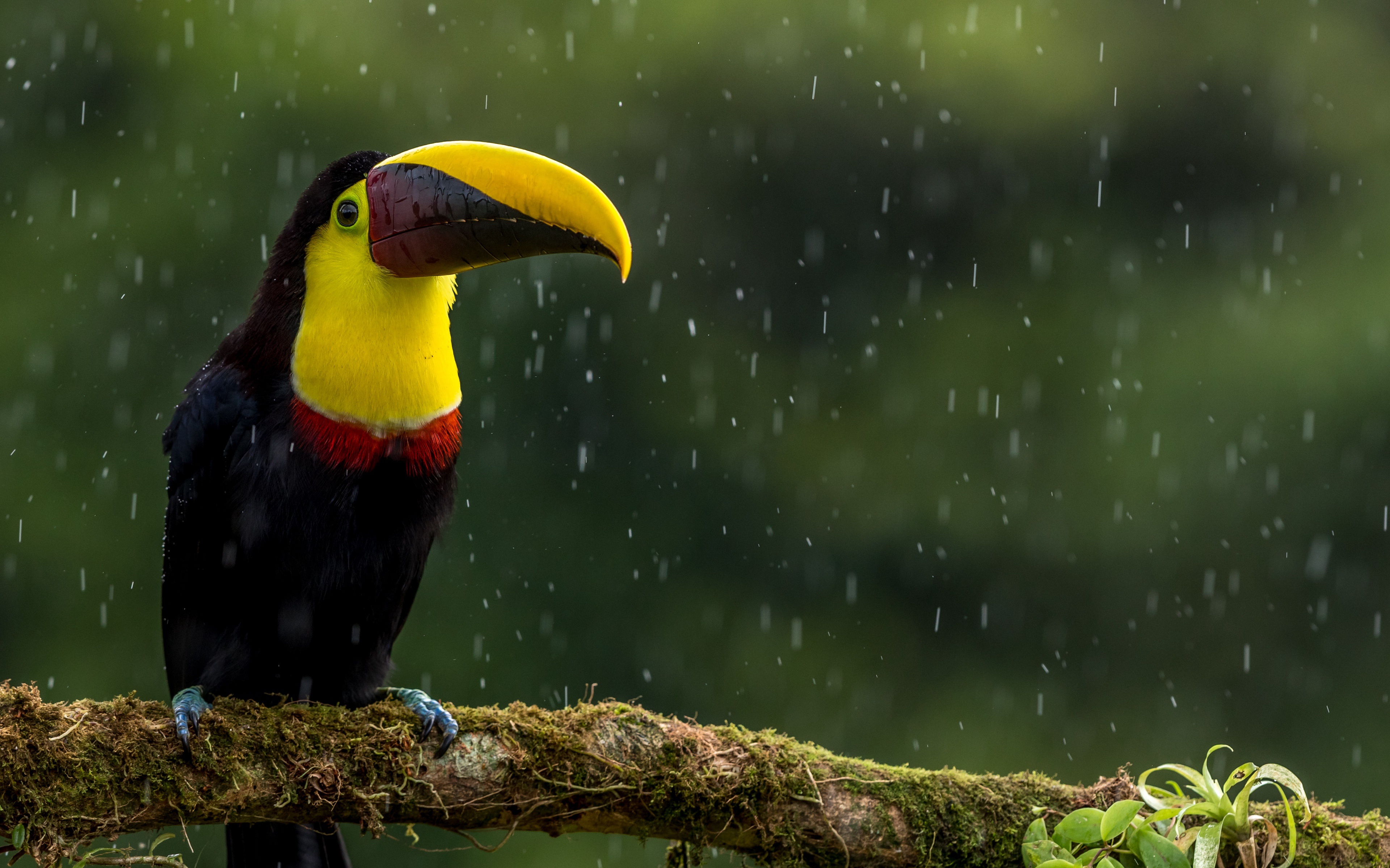 toucan, animal, beak, bird, rain, birds