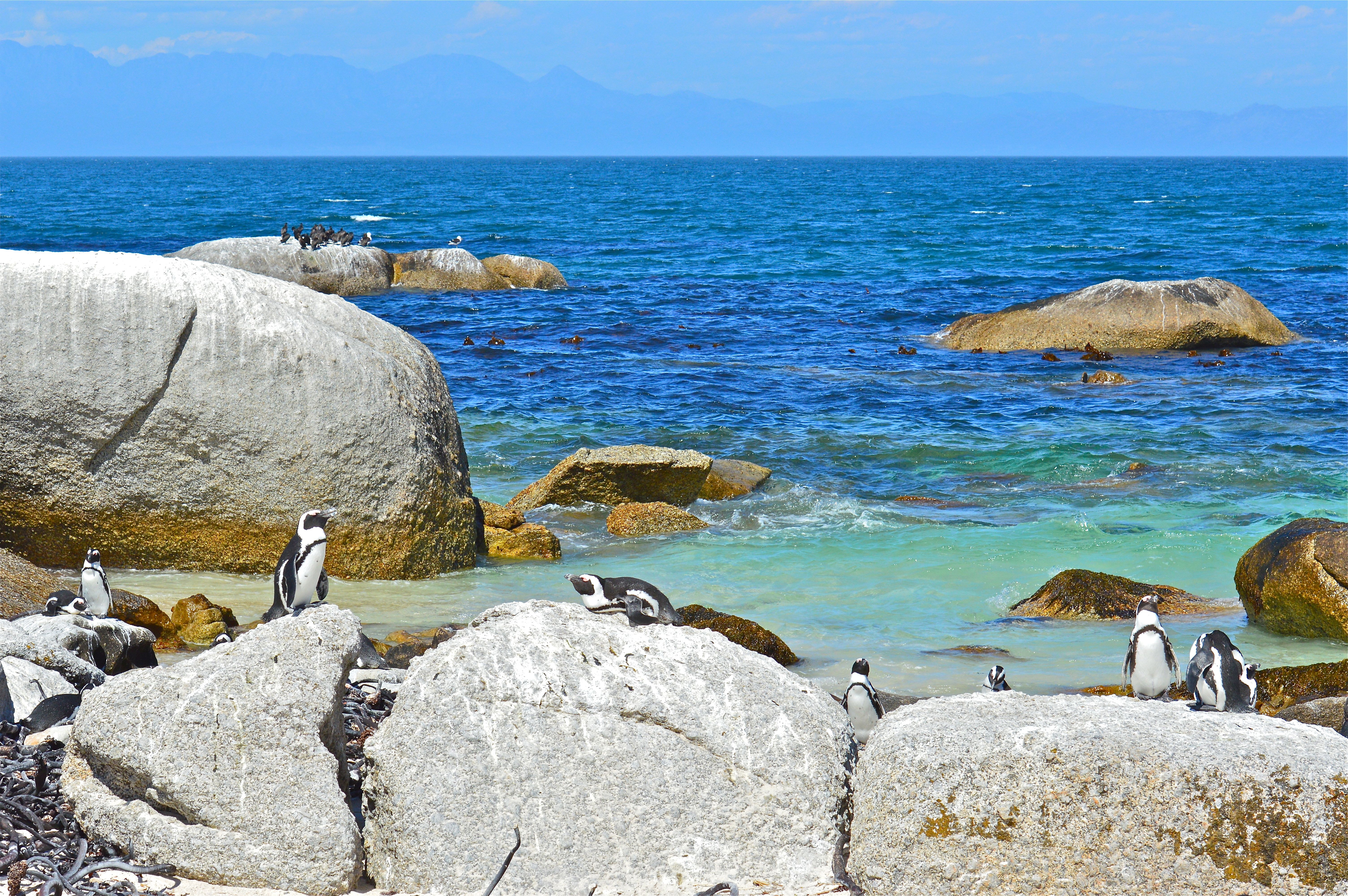153197 descargar fondo de pantalla pingüinos, animales, paisaje, stones, mar: protectores de pantalla e imágenes gratis