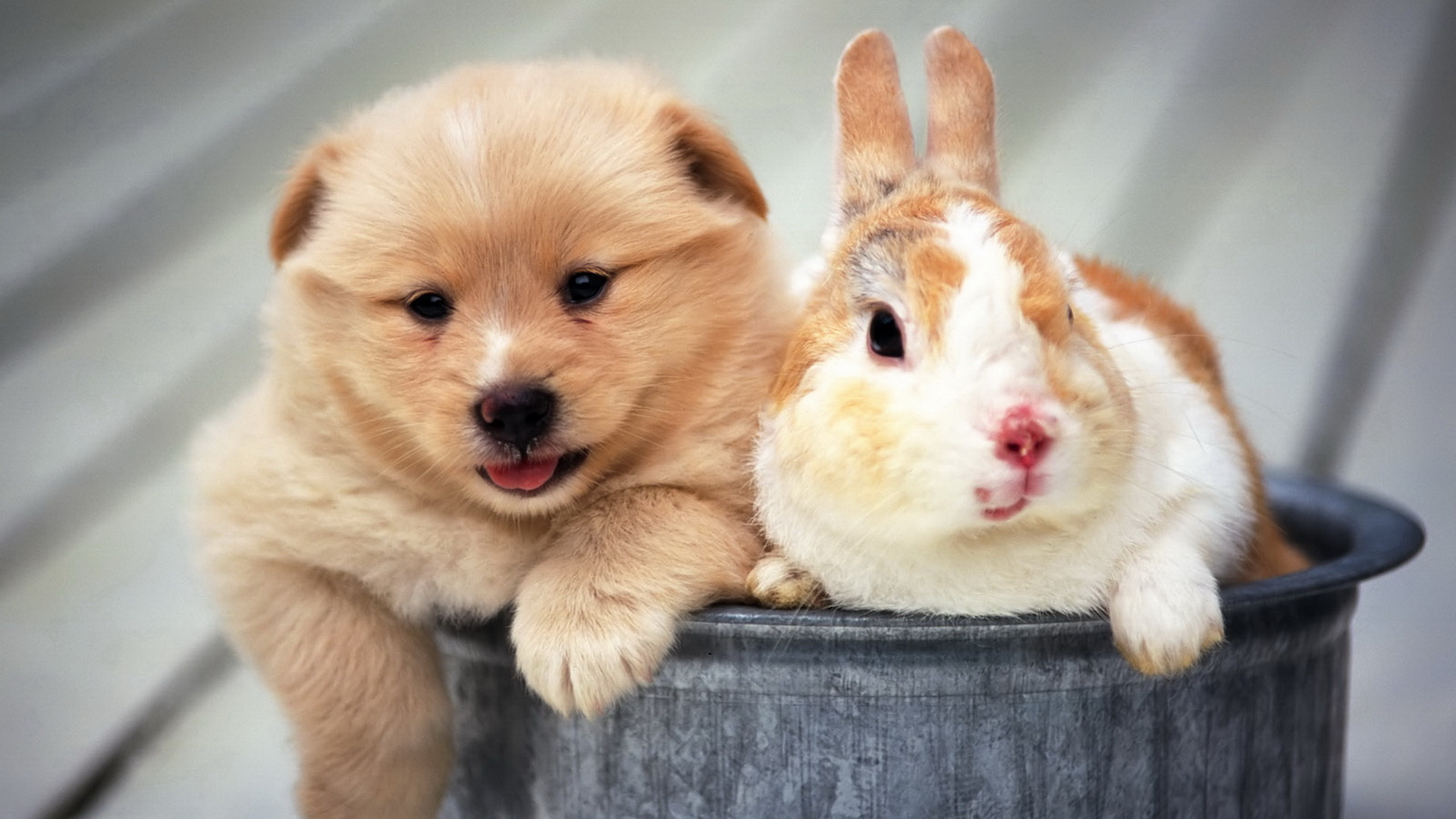Download mobile wallpaper Pets, Rabbit, Puppy, Dog, Animal, Cute for free.