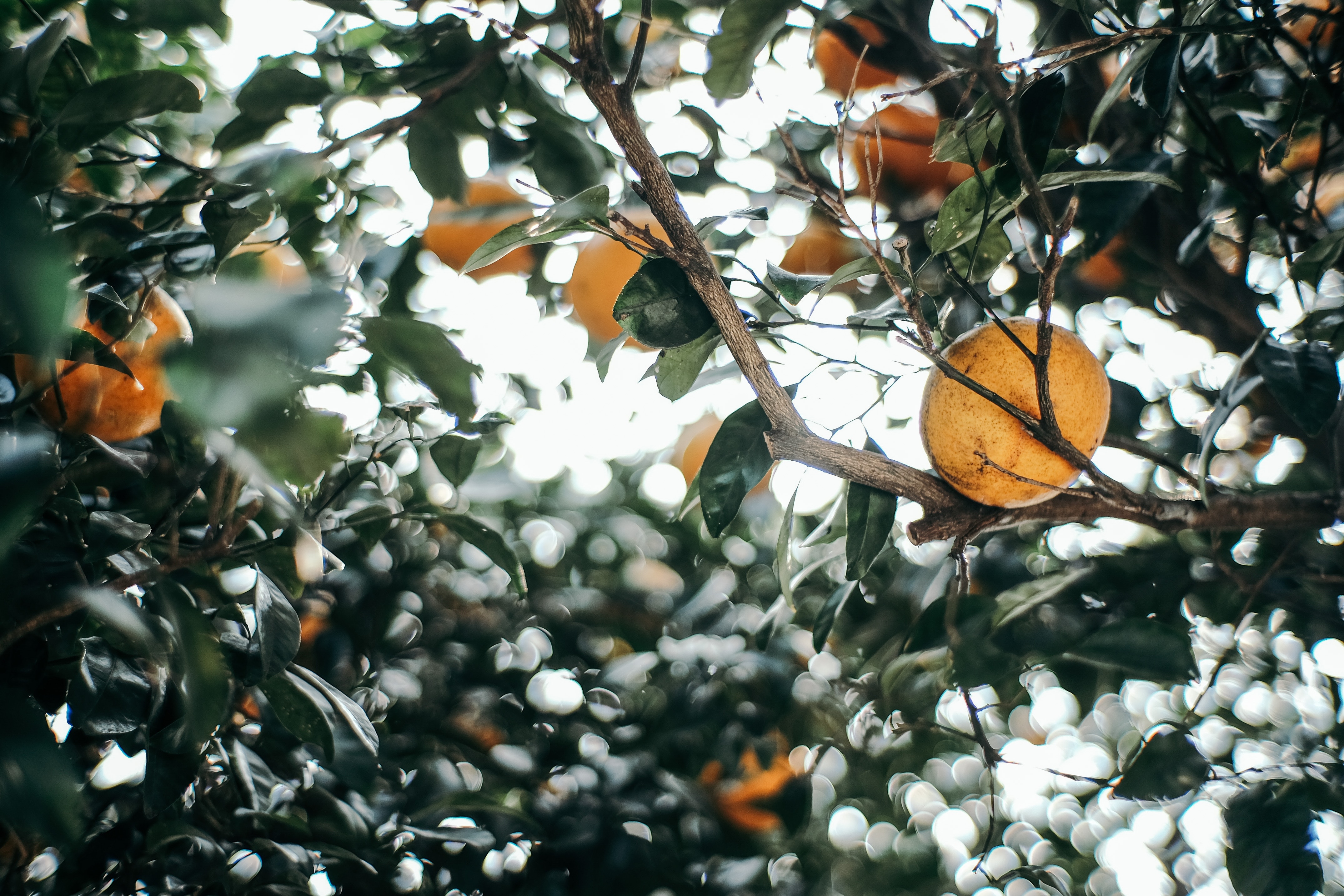 nature, leaves, branch, fruit, mandarin, tangerine cellphone
