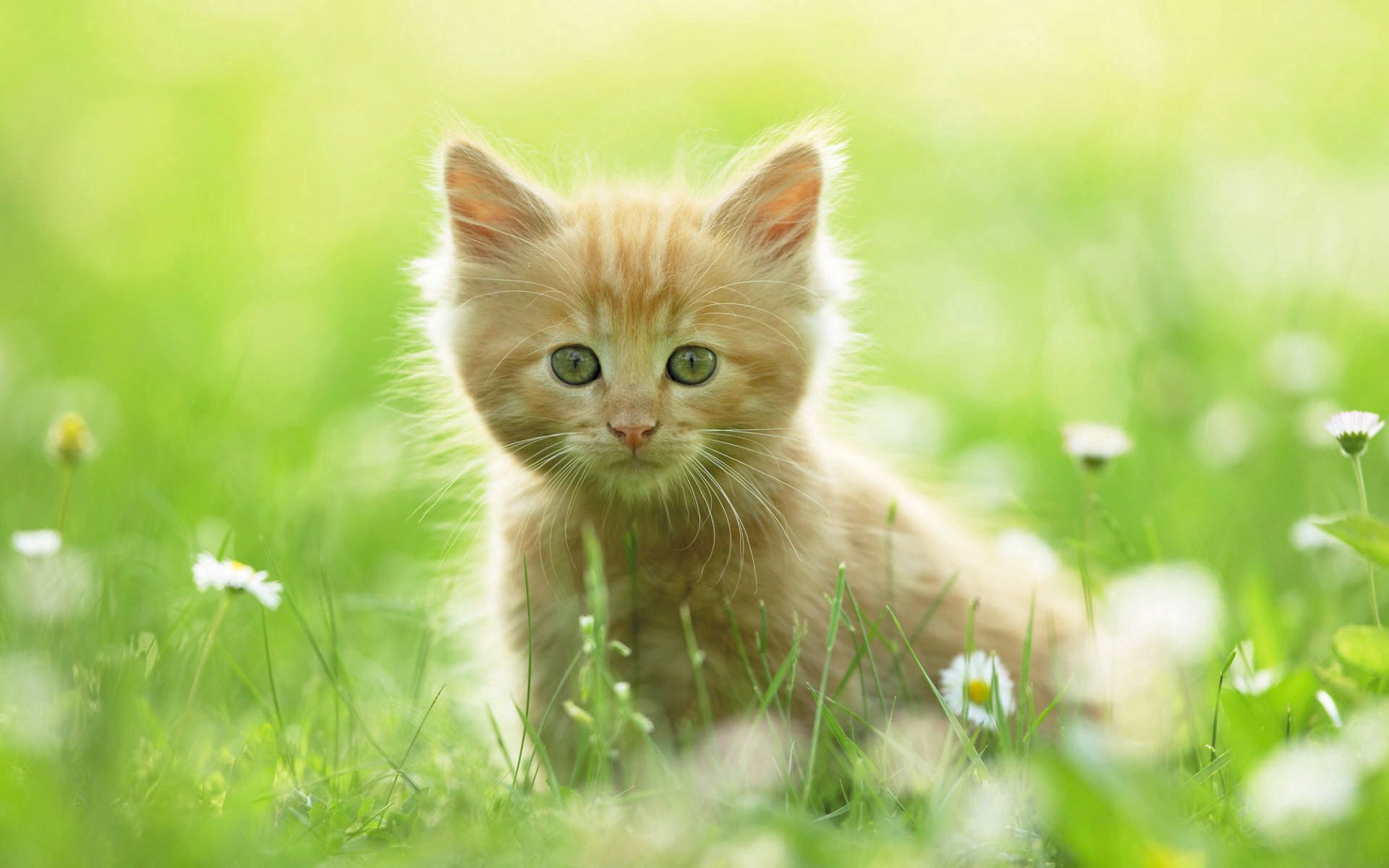 animals, grass, fluffy, kitty, kitten, stroll, curiosity phone wallpaper