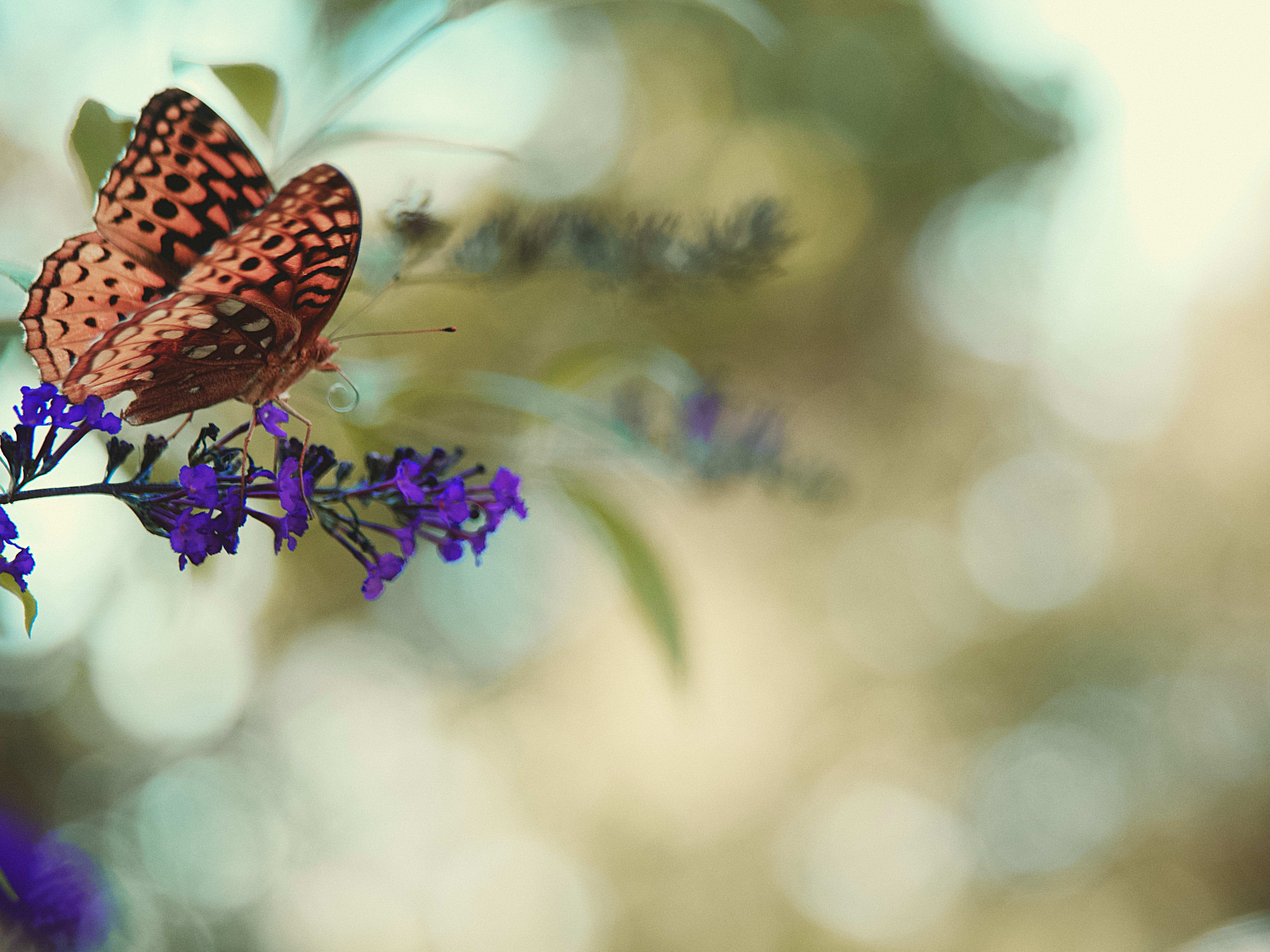 flower, macro, butterfly, monarch butterfly, butterfly monarch for android