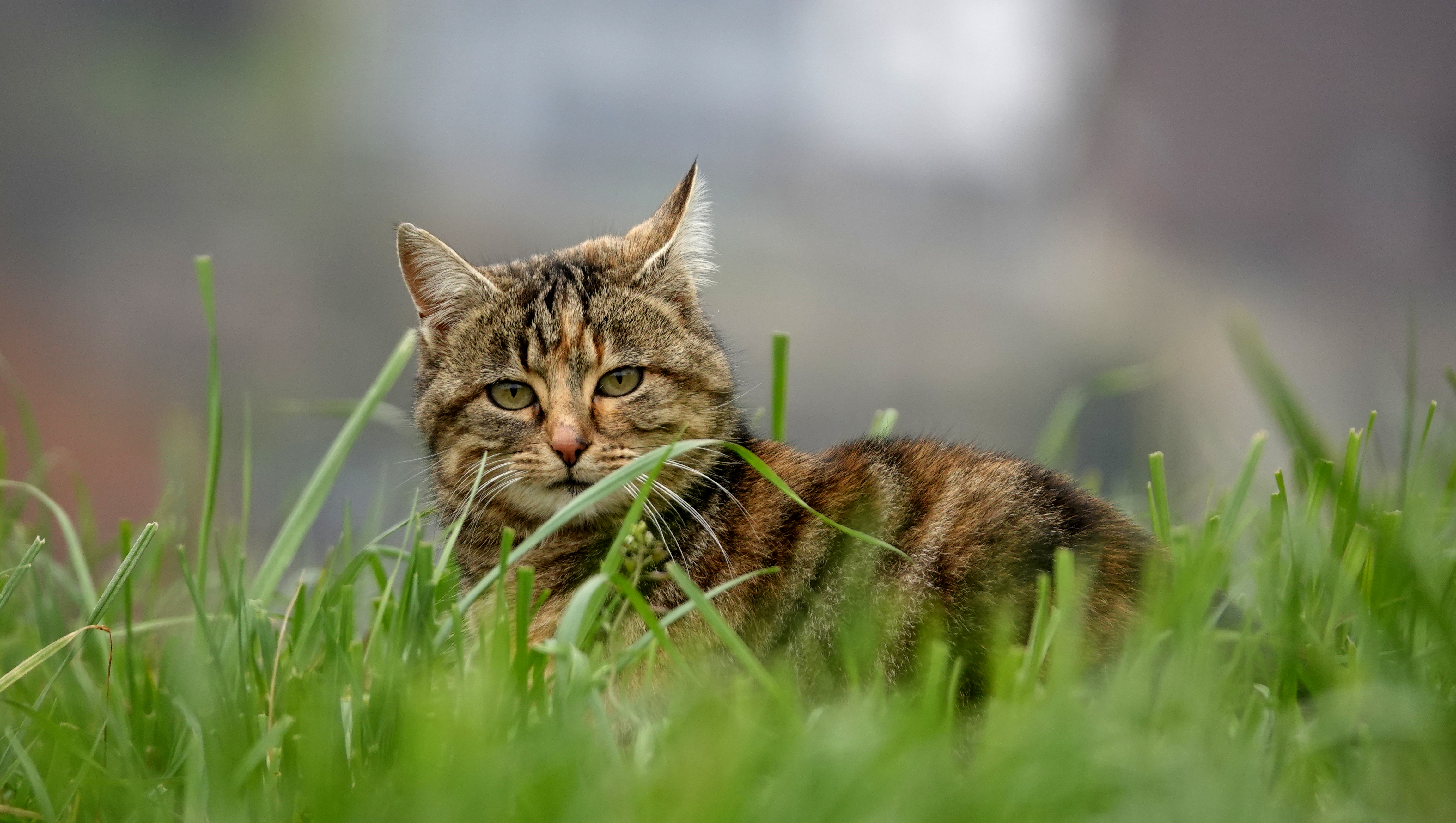 Download mobile wallpaper Striped, Pet, Grass, Animals, Cat, Brown for free.