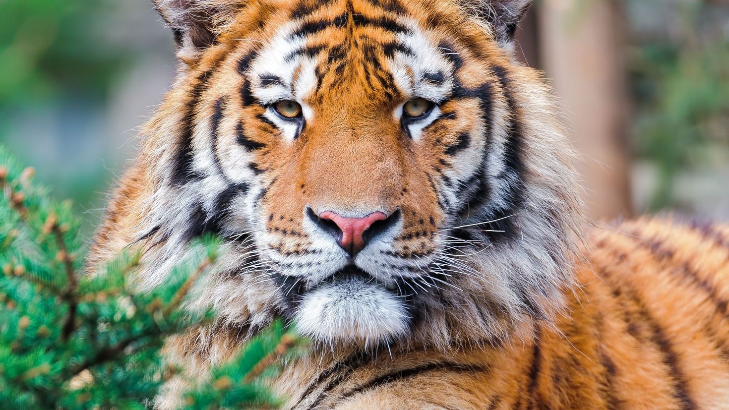 Гордый тигр