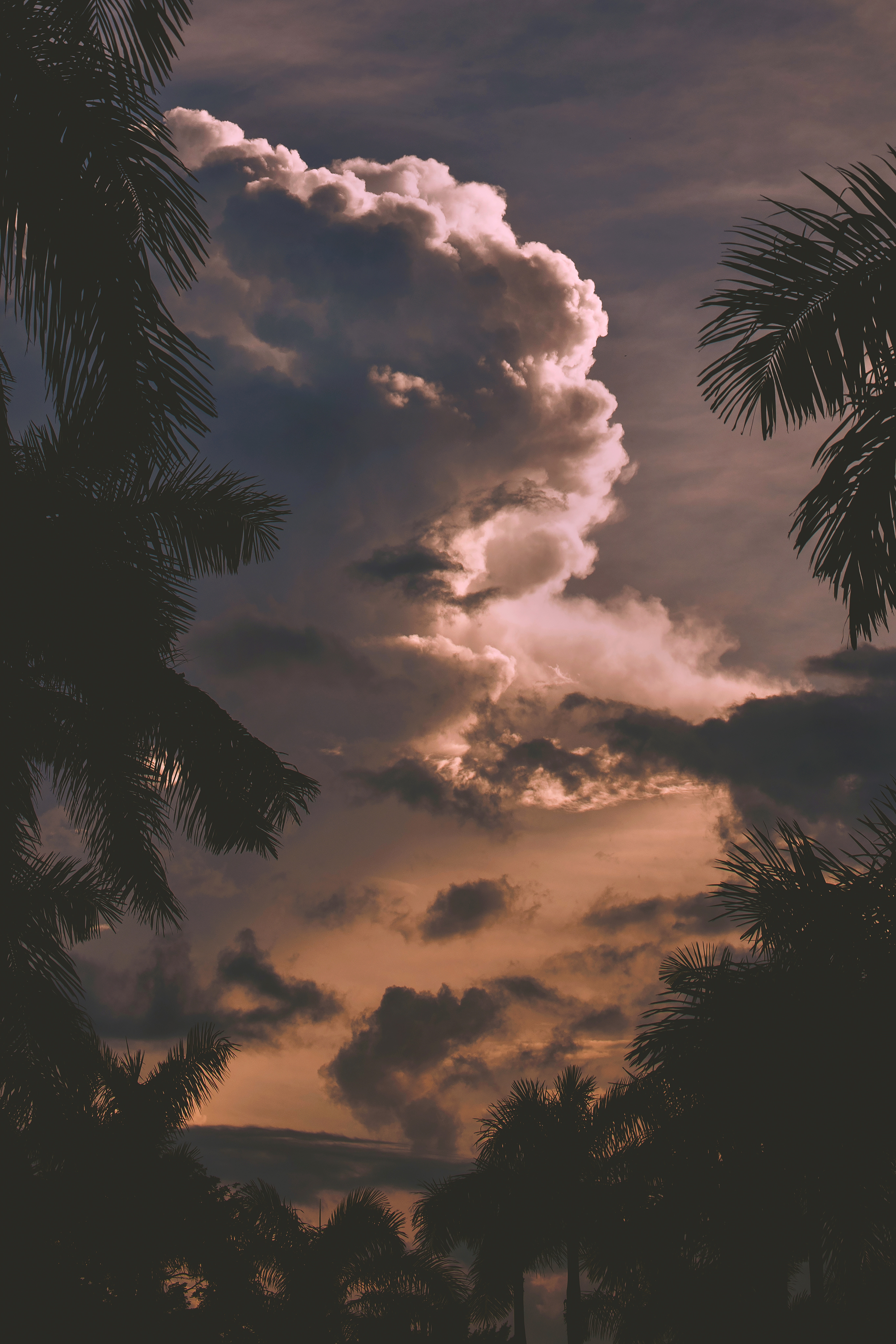 clouds, nature, trees, sunset, palms, branches 4K Ultra