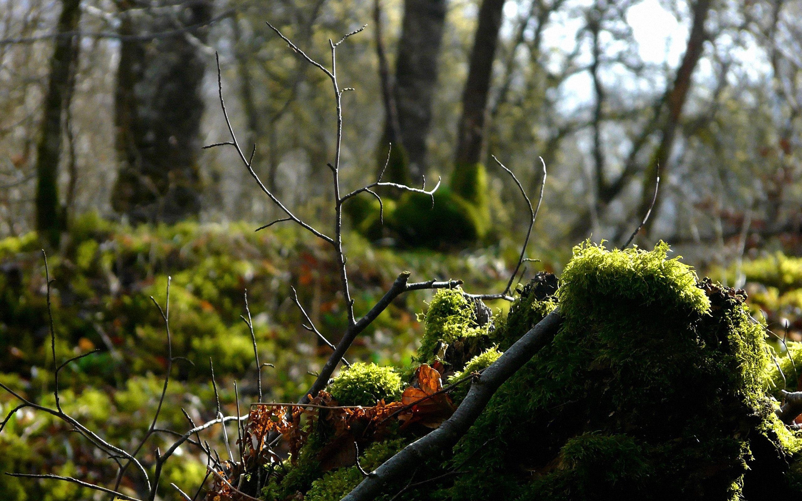 Download mobile wallpaper Forest, Branch, Moss, Nature for free.