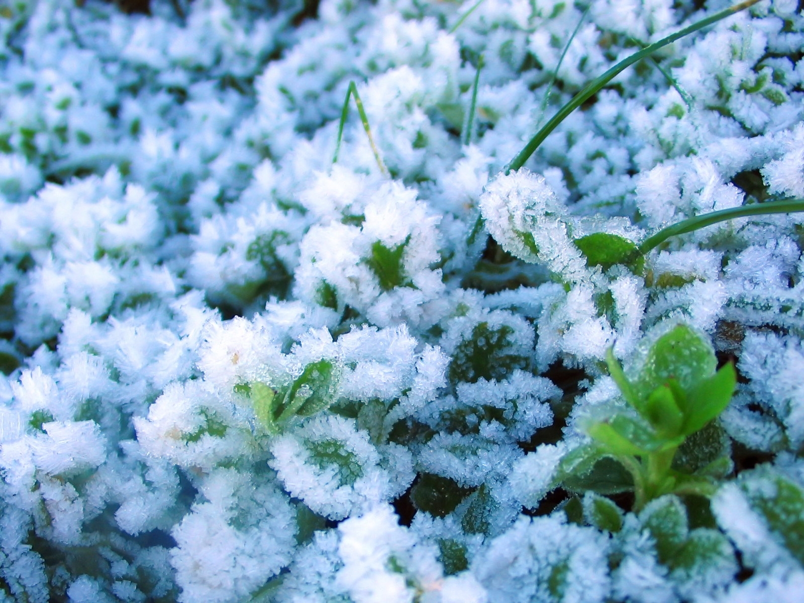 Скачать обои бесплатно Снег, Растения картинка на рабочий стол ПК