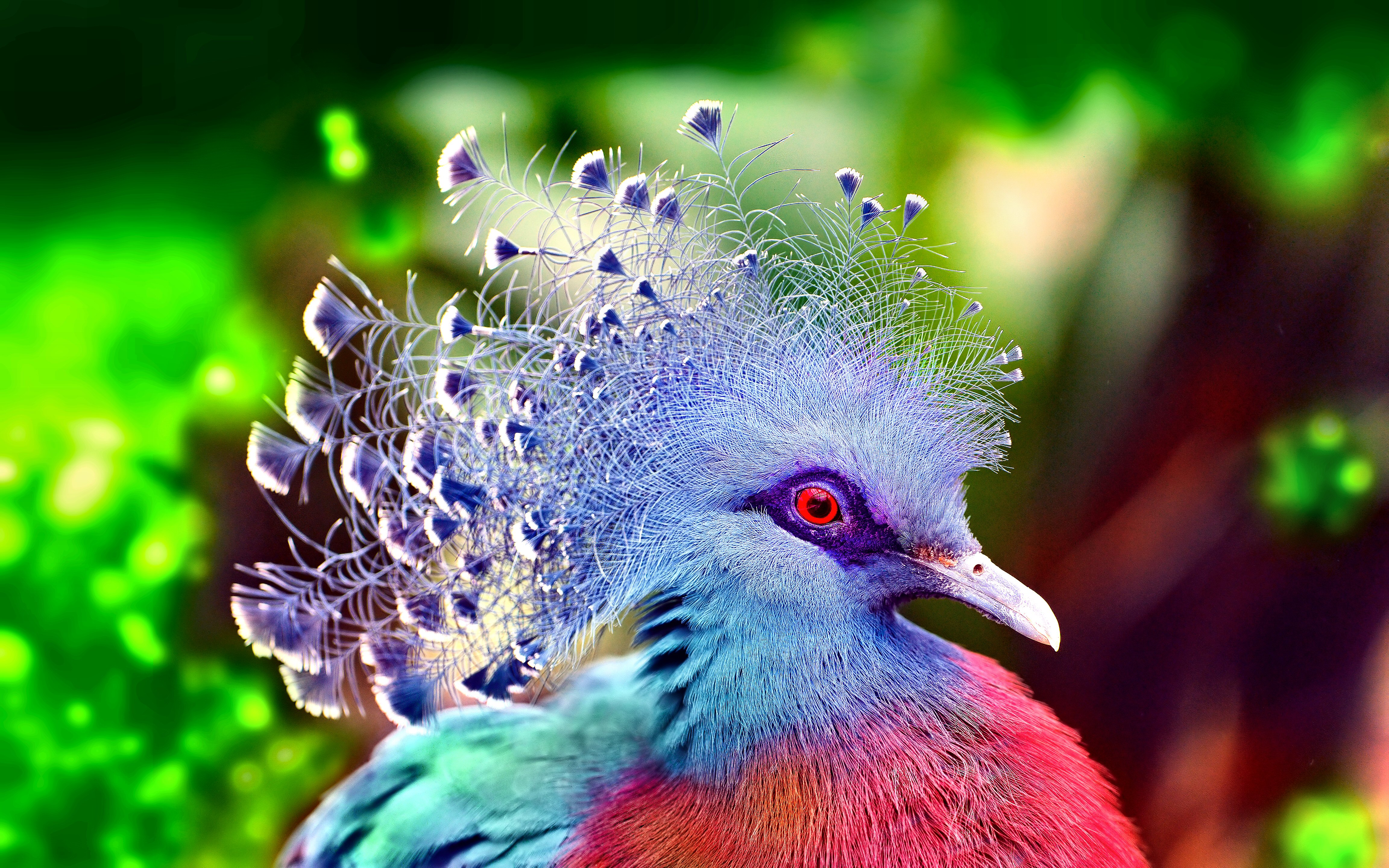282892 завантажити картинку тварина, вінценосний голуб вікторія, птах, барвистий, голуб, птахи - шпалери і заставки безкоштовно