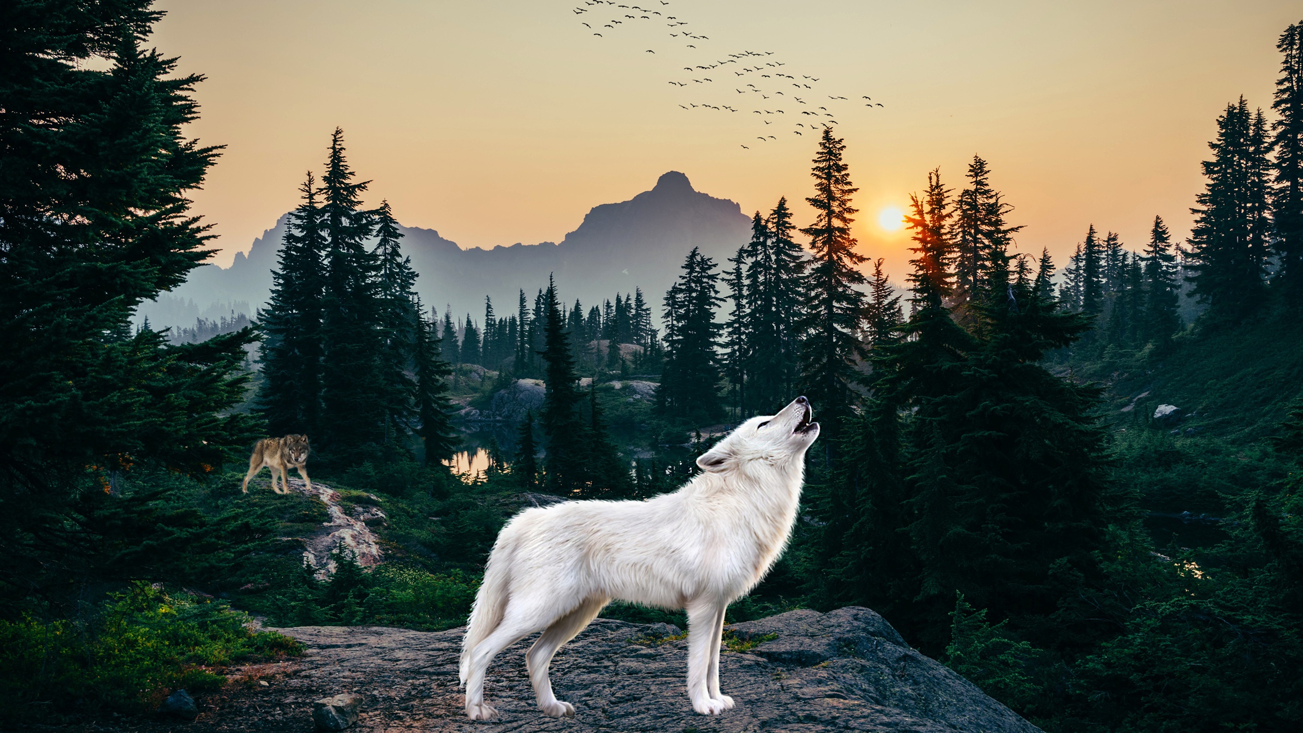 Волки в горах