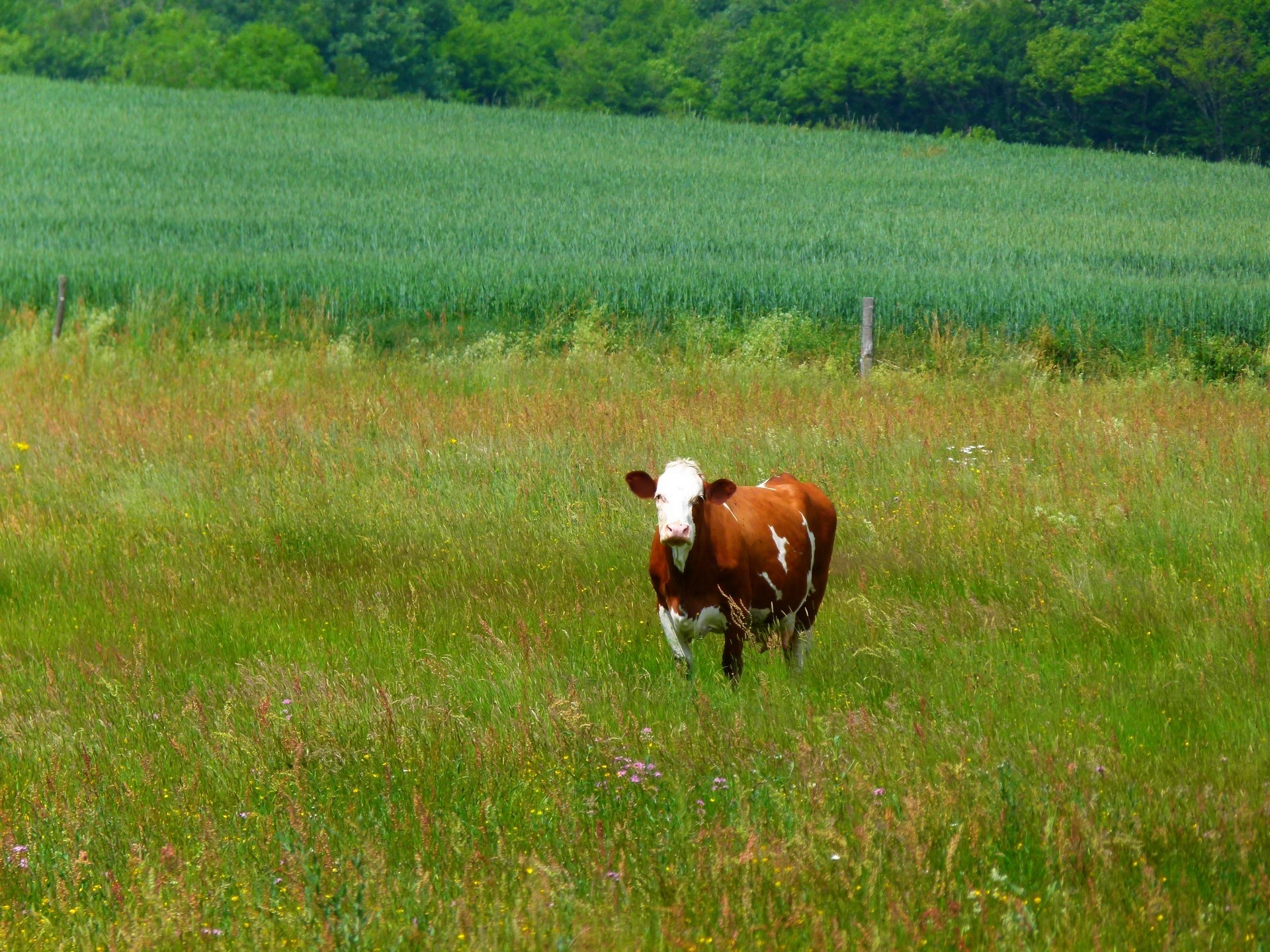 96703 скачать картинку прогулка, животные, трава, корова - обои и заставки бесплатно