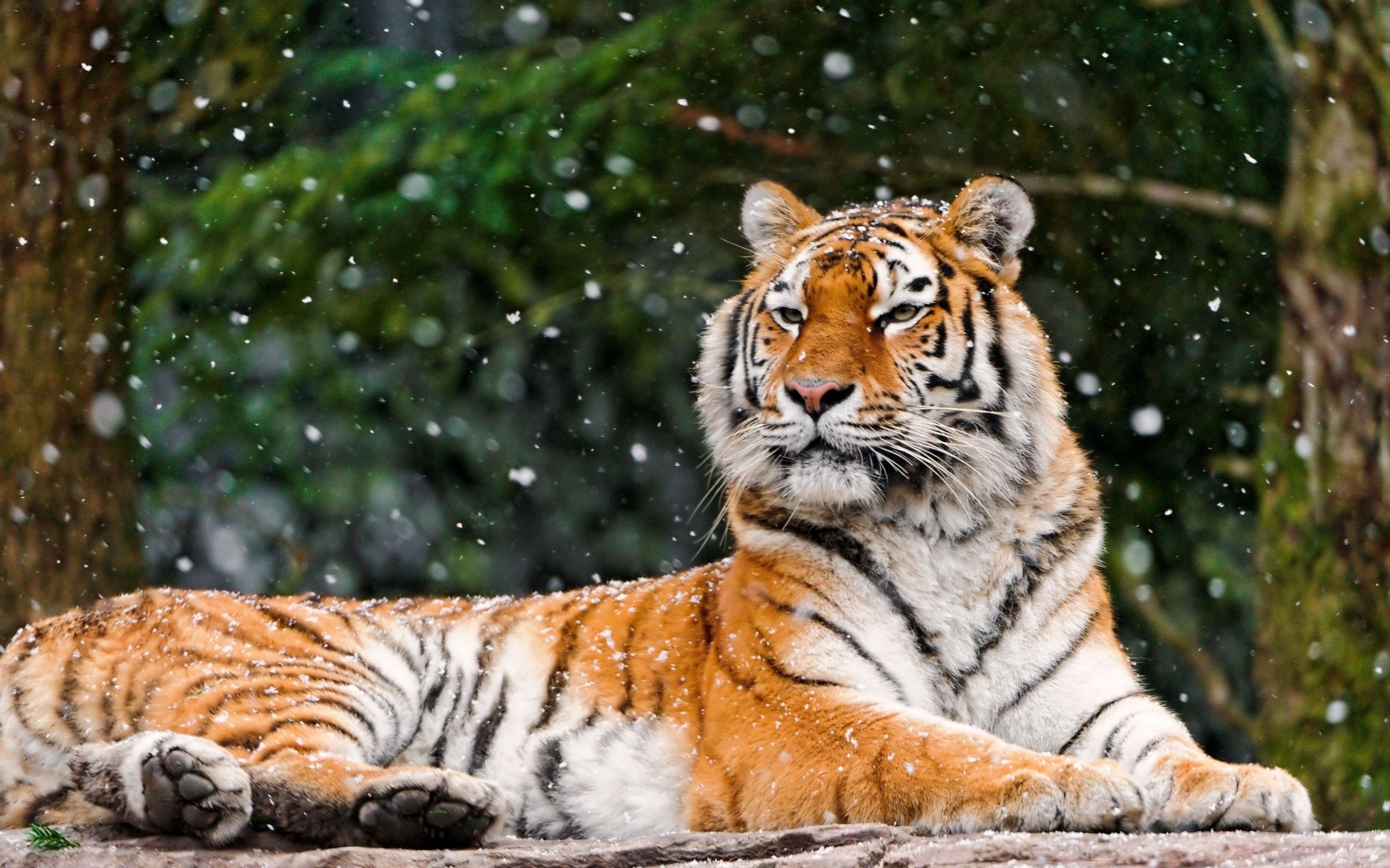 Download mobile wallpaper Lie, To Lie Down, Predator, Snow, Tiger, Animals for free.