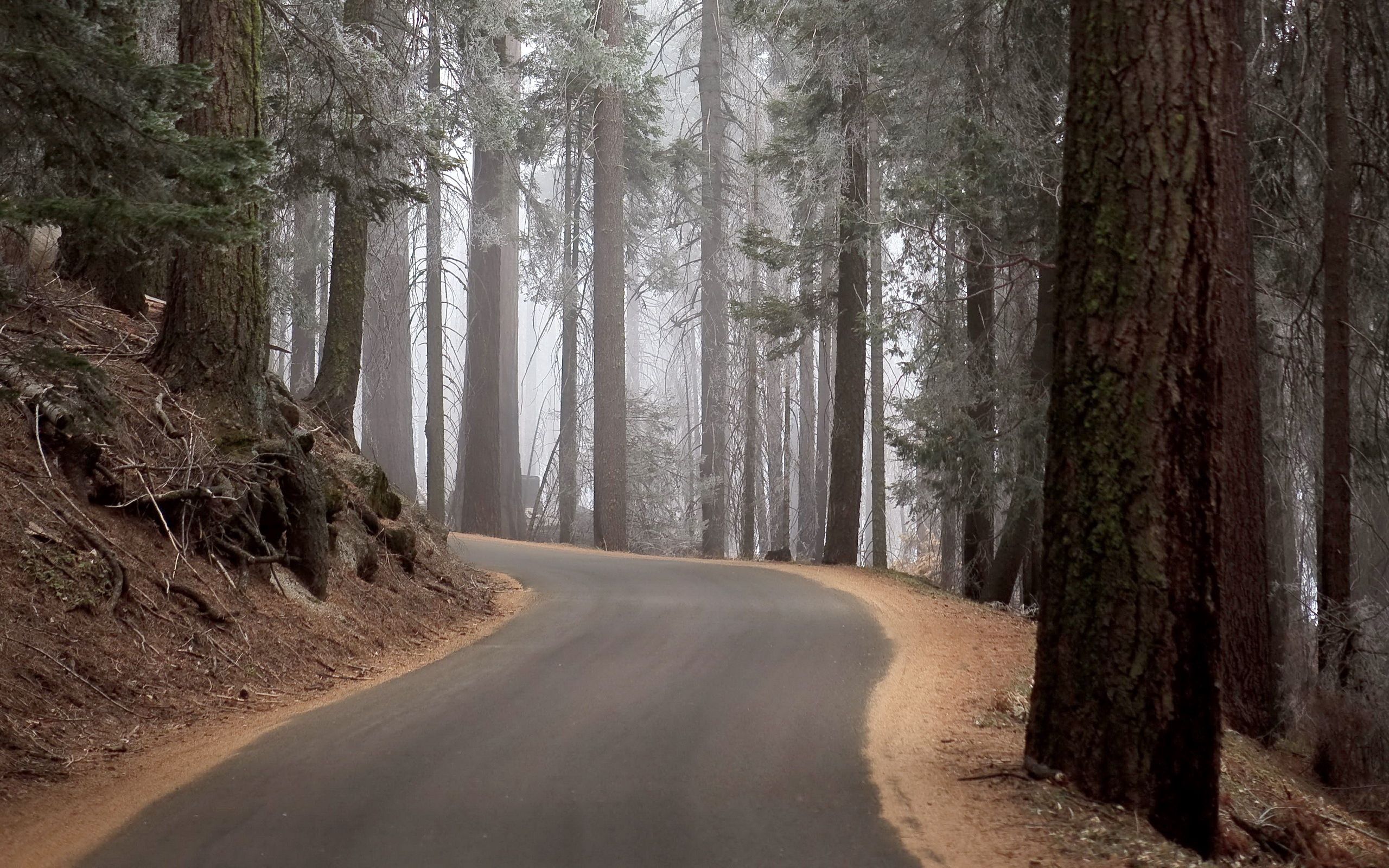 nature, trees, turn, forest, fog, climb, lift, mighty Panoramic Wallpaper