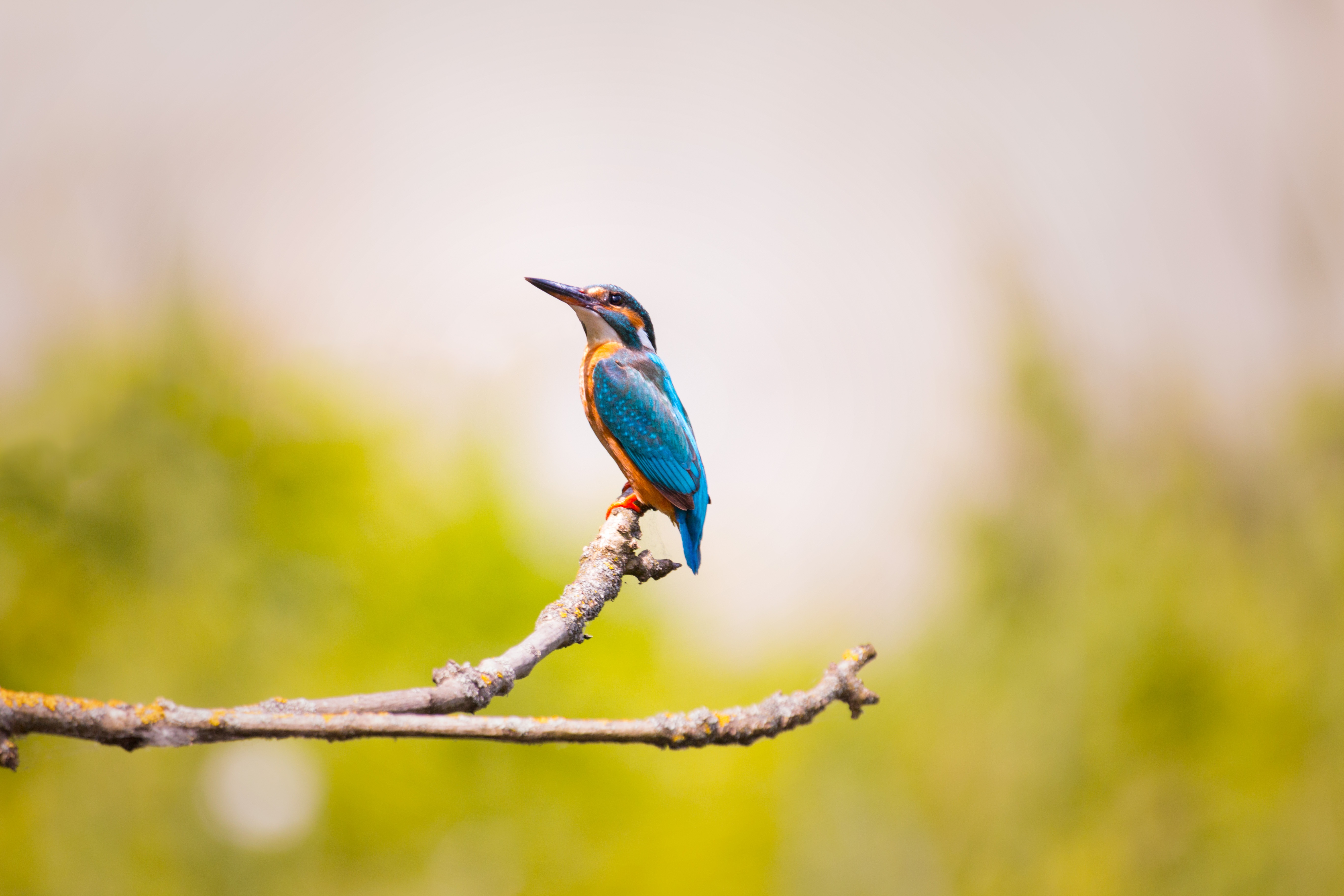 HD Kingfisher Android Images