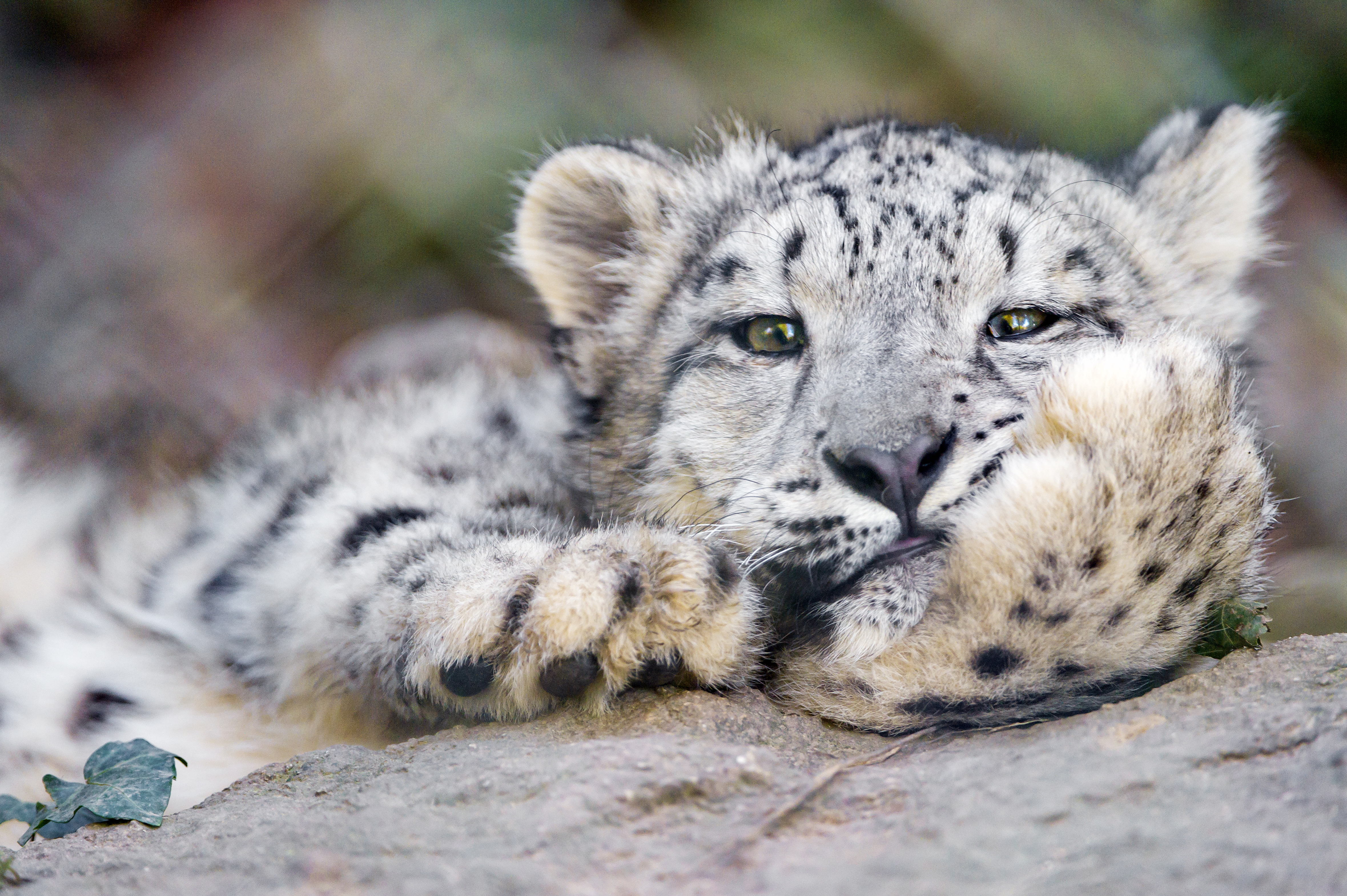 Free download wallpaper Snow Leopard, Irbis, Big Cat, Animals on your PC desktop