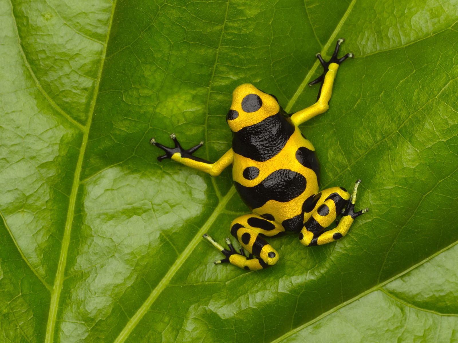 559457 1600x900 free download pictures of poison dart frog  Rare Gallery  HD Wallpapers