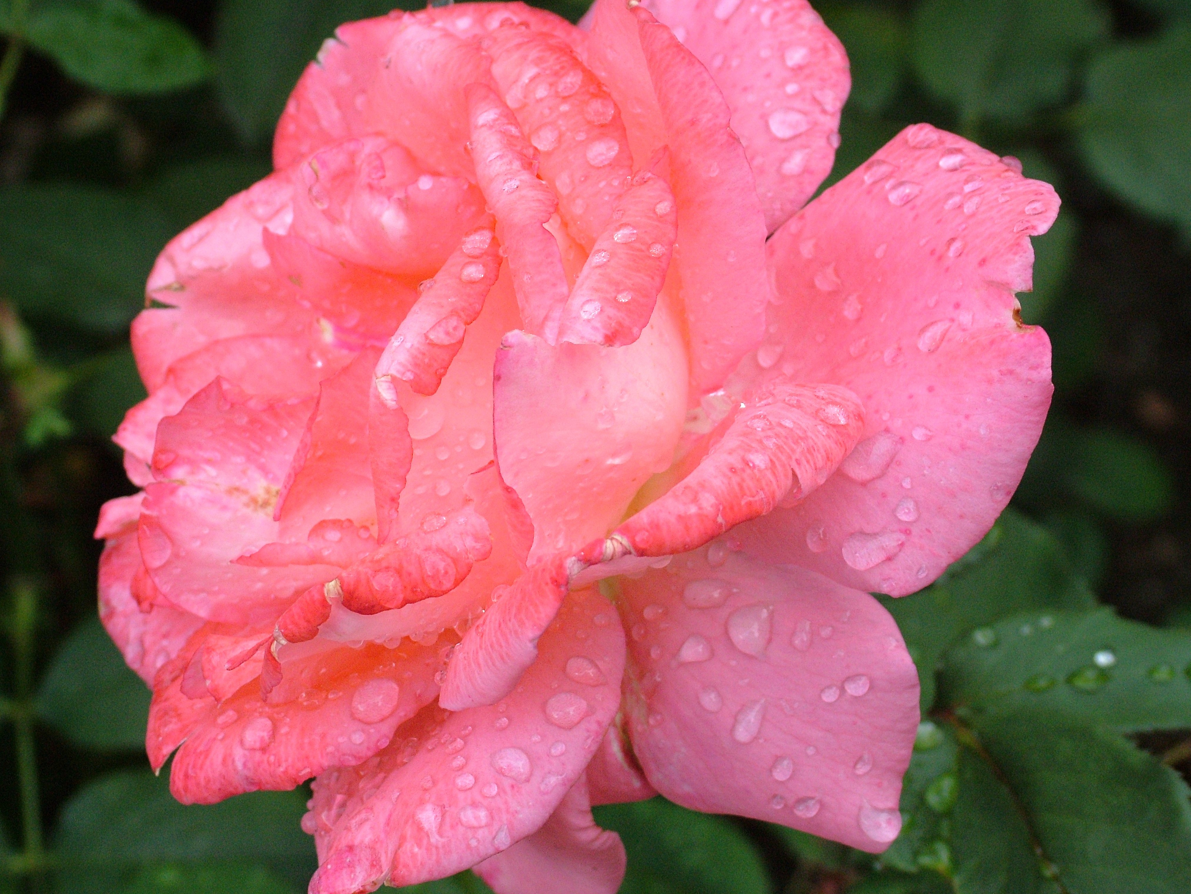 Download mobile wallpaper Petals, Drops, Rose Flower, Rose, Flowers, Pink for free.