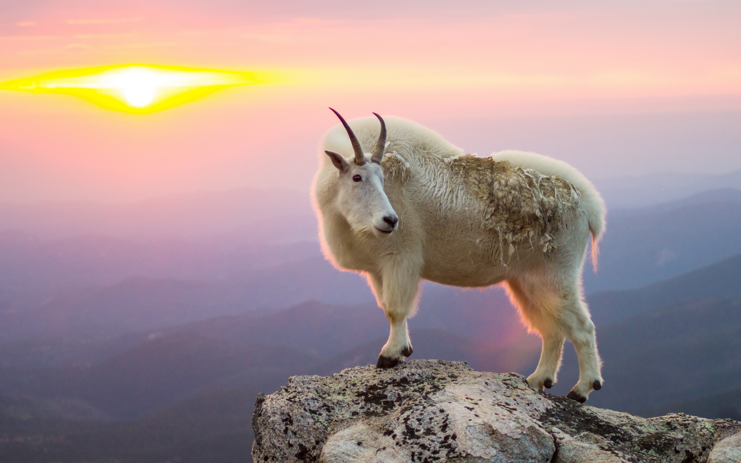 Free HD Mountain Goat