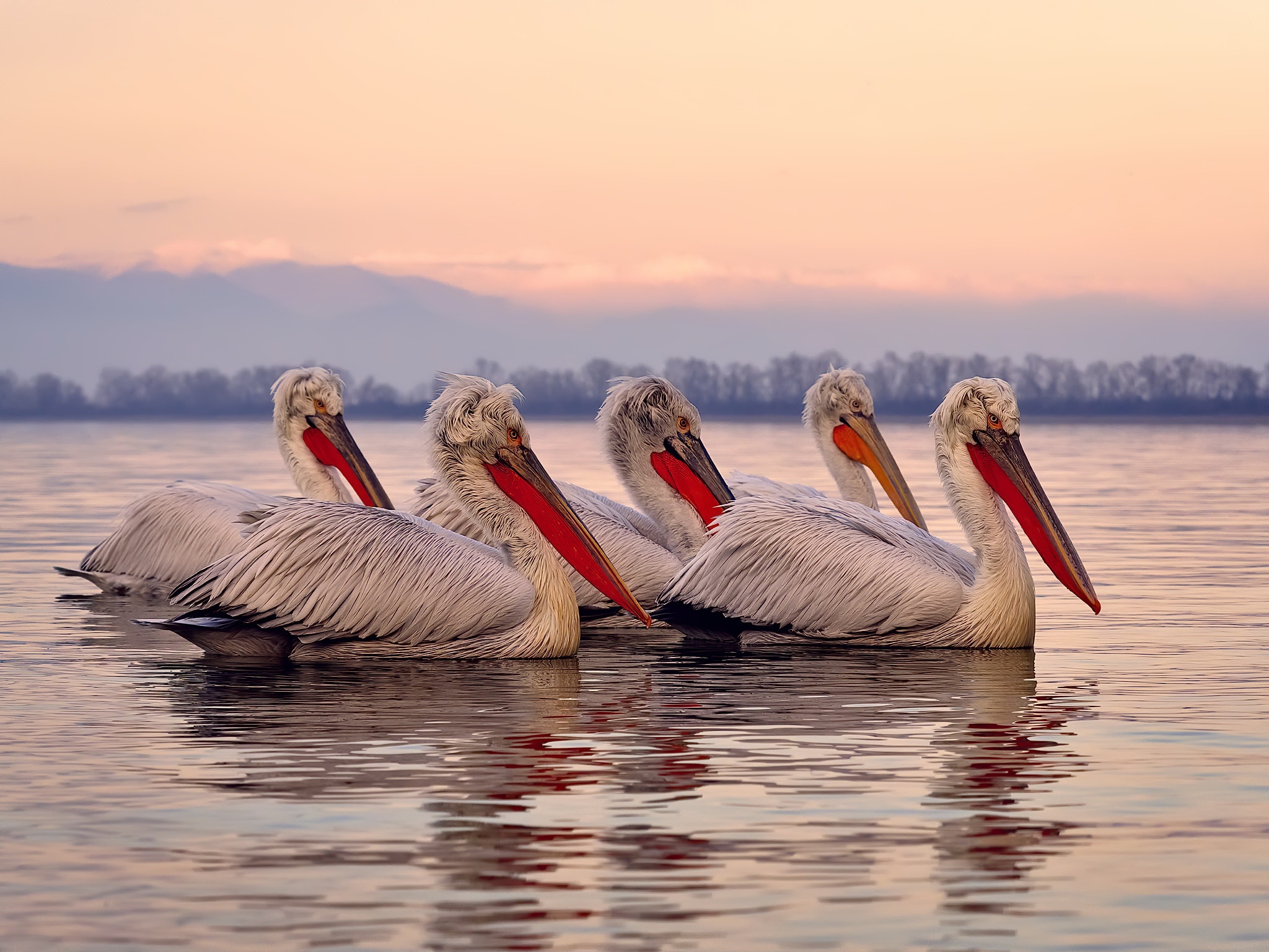 Пеликан фото птицы