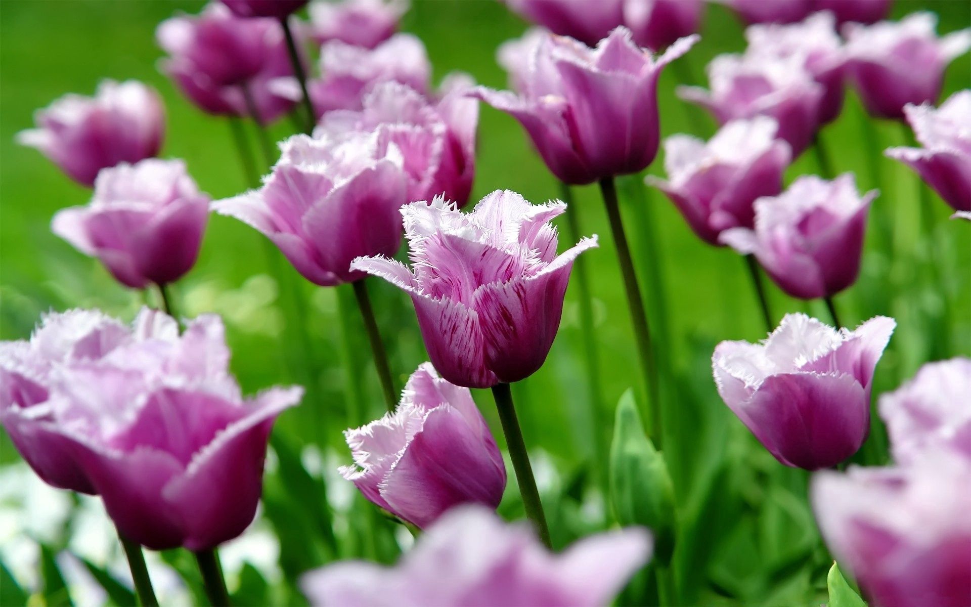Free download wallpaper Flowers, Grass, Striped, Field, Stem, Stalk, Tulips on your PC desktop