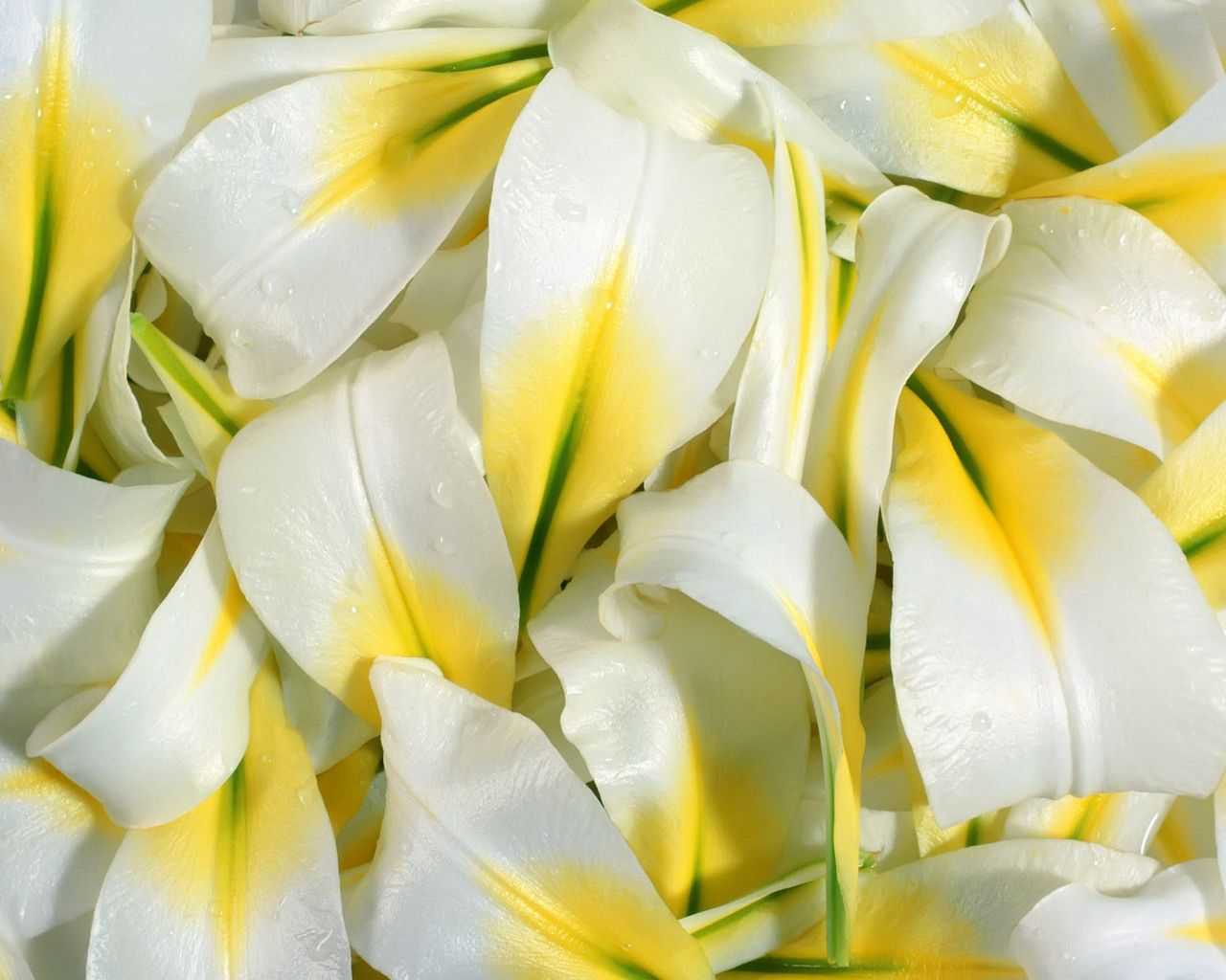 Download mobile wallpaper Petals, Lilies, Flowers, Drops for free.