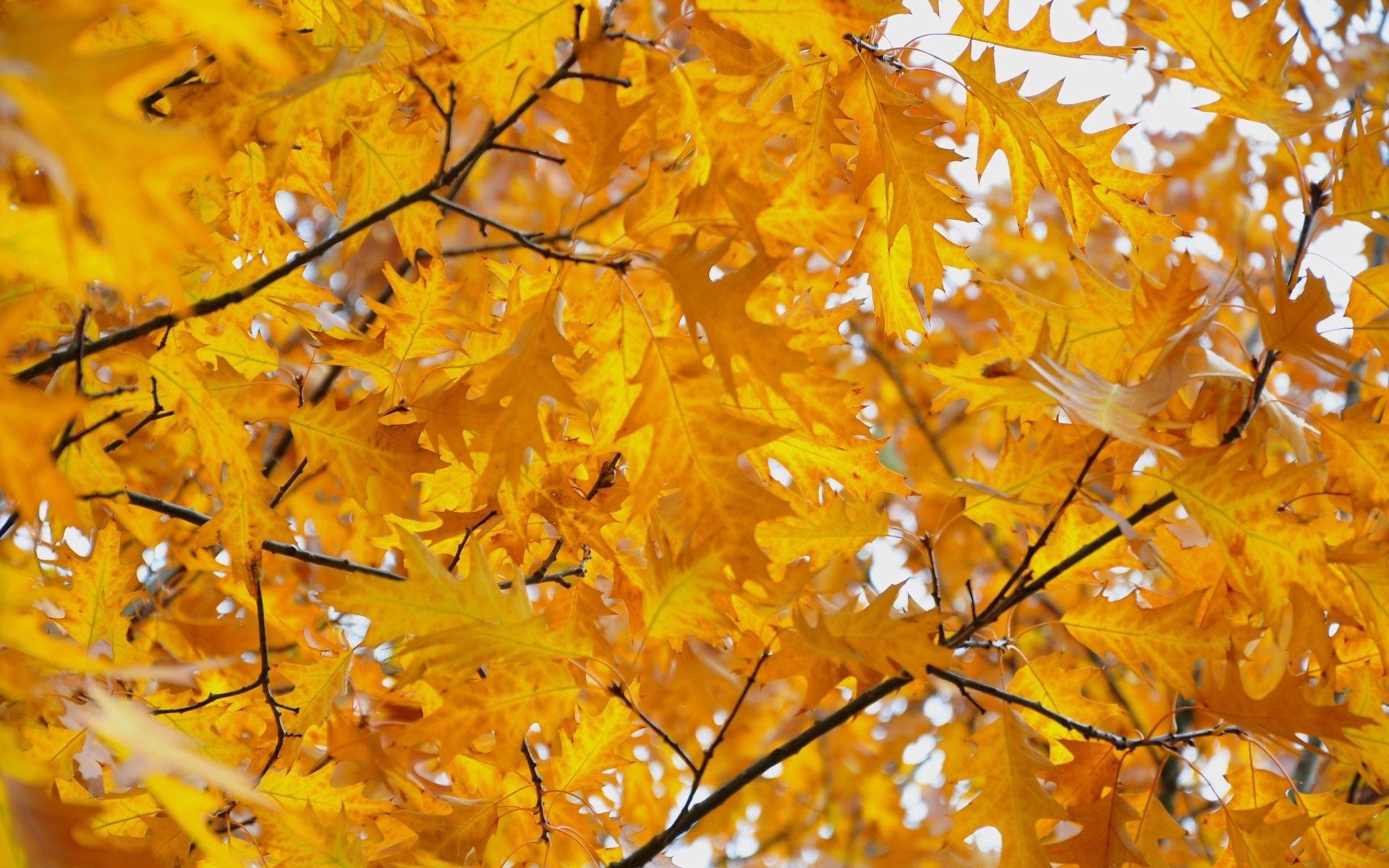 Скачать картинку Октябрь, Природа, Листья, Осень в телефон бесплатно.